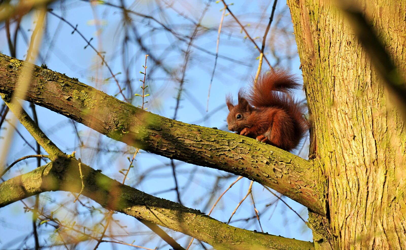 Nikon D3S sample photo. Squirrel, animal, young animal photography