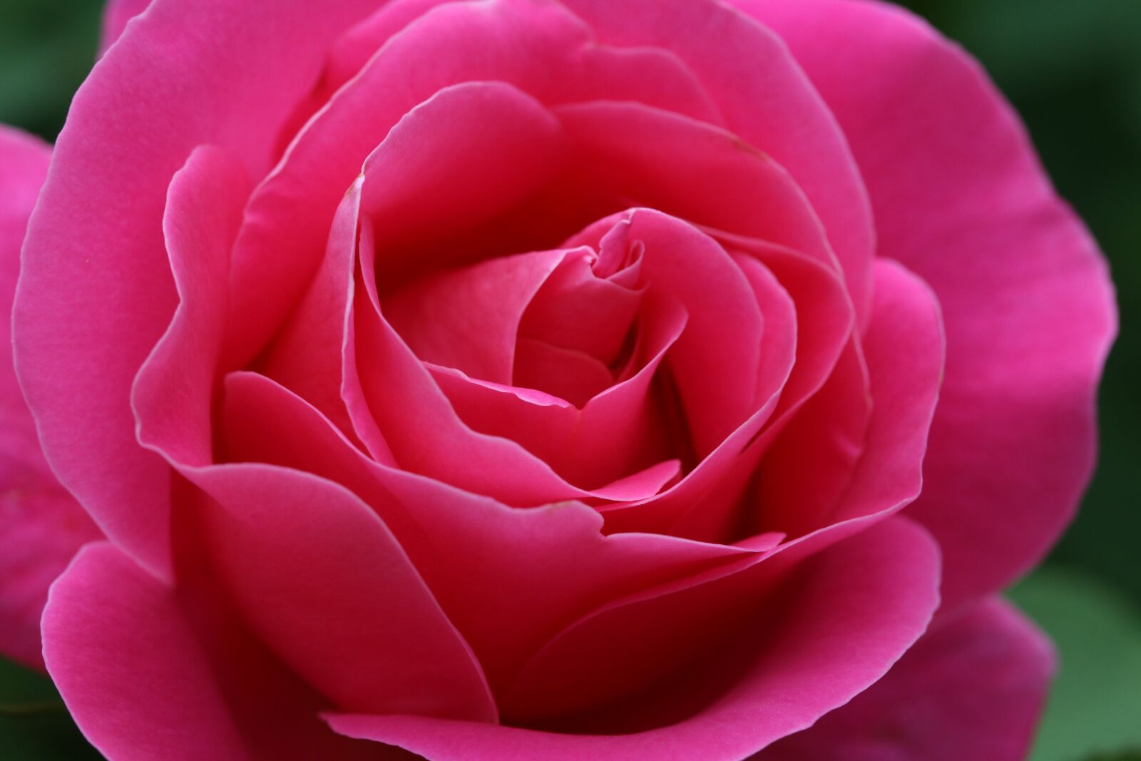 Canon EOS 750D (EOS Rebel T6i / EOS Kiss X8i) sample photo. Rose, flowers, spring photography