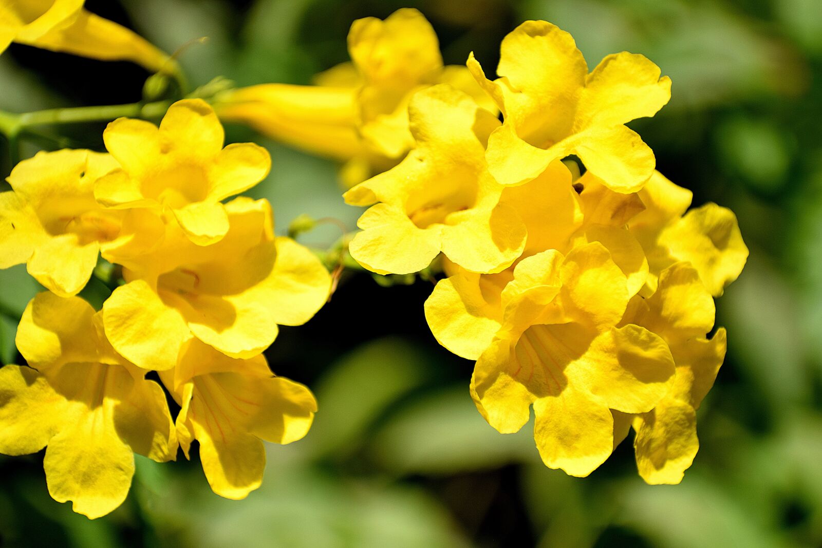 Nikon D3300 sample photo. Flowers, branch, plant photography