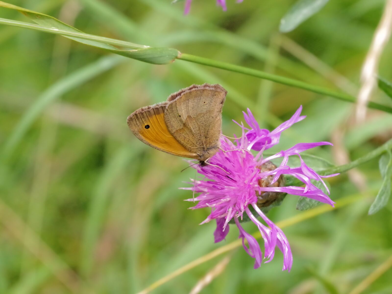 Pentax K-70 sample photo. Butterfly, nature, meadow birds photography