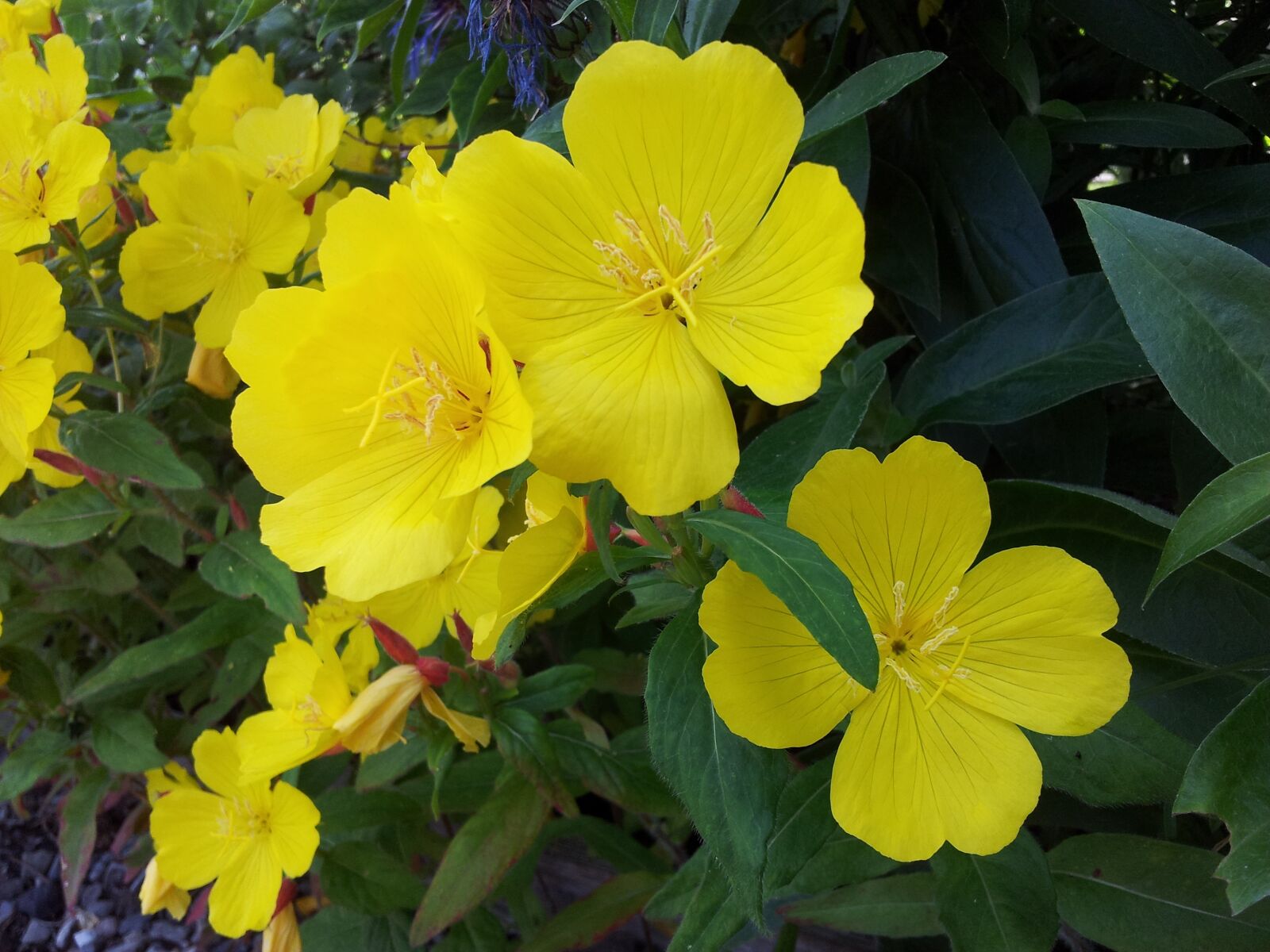 Samsung Galaxy S2 sample photo. Yellow, flowers, flower photography