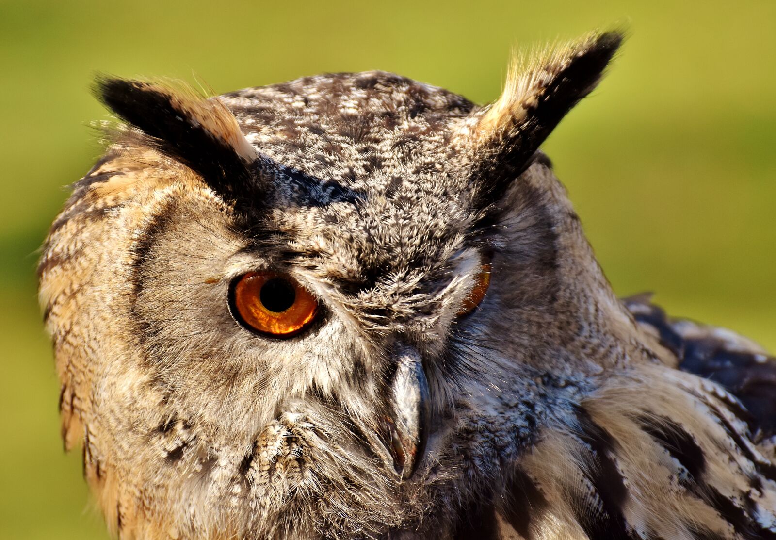 Nikon D7200 sample photo. Owl, bird, feather photography