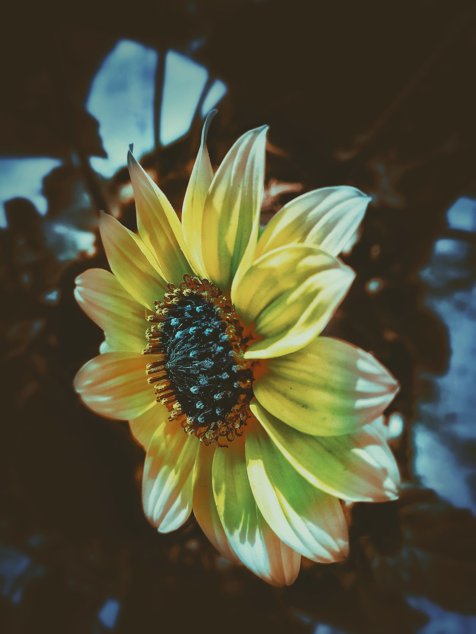 Xiaomi Redmi Note 5 Pro sample photo. Sunflower, petals, bloom photography
