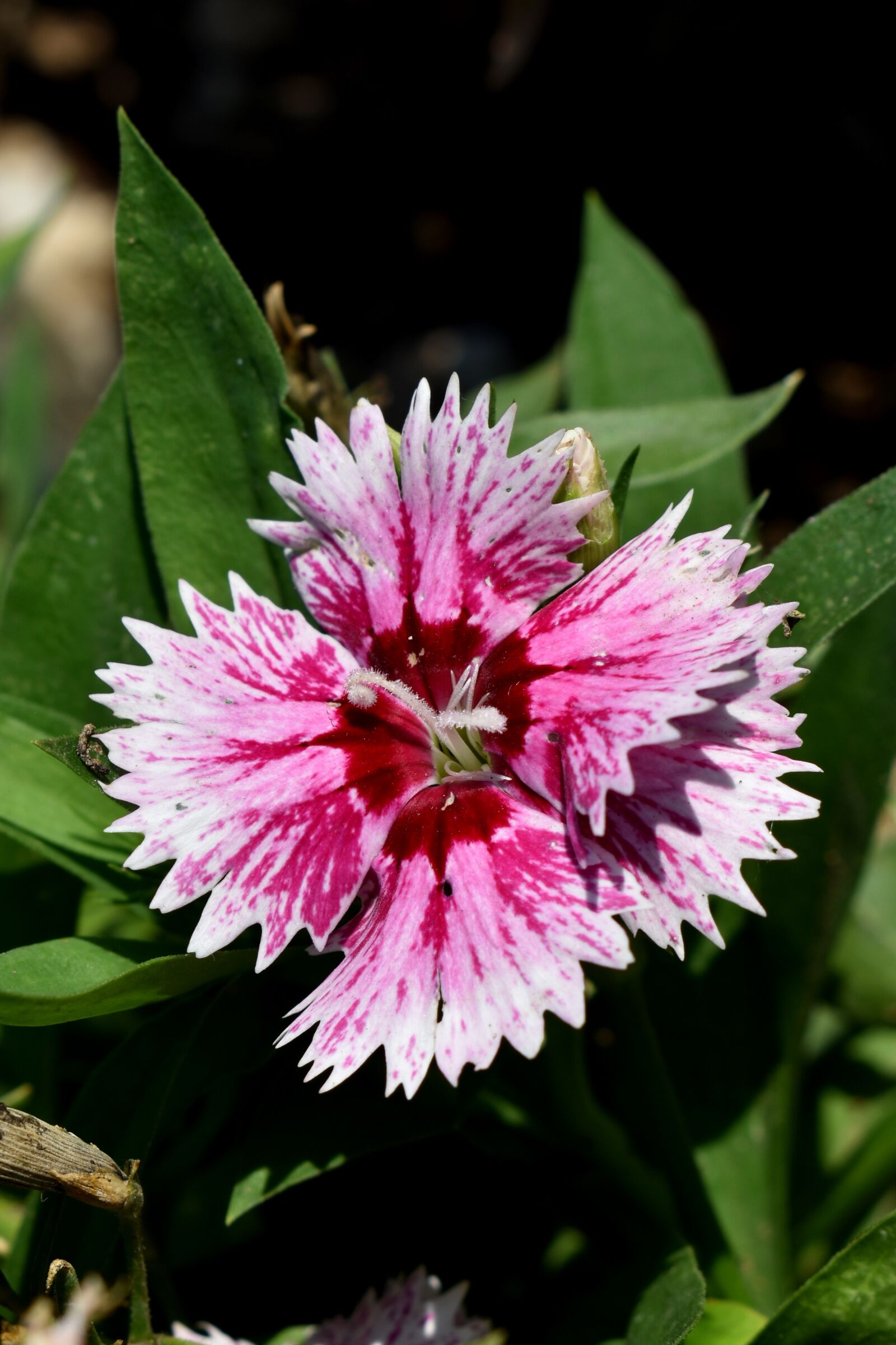Nikon D3500 sample photo. Flower, plant, bloom photography