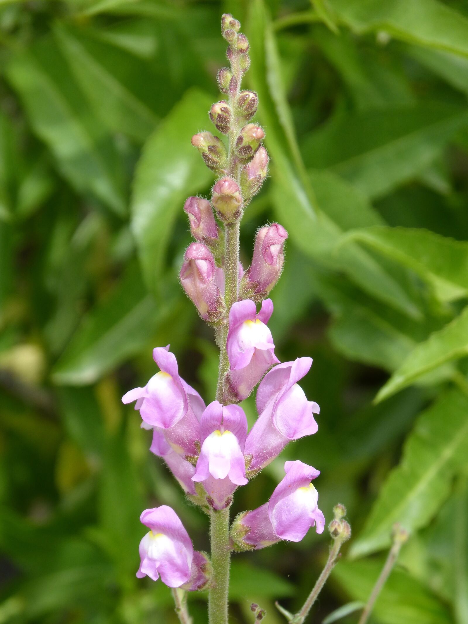 Panasonic DMC-FZ62 sample photo. Bunnies, antirrhinum barrelieri, wild photography