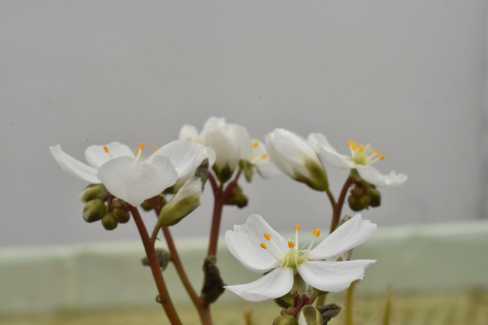 Nikon D3400 sample photo. Carnivorous plant, drosera, plant photography