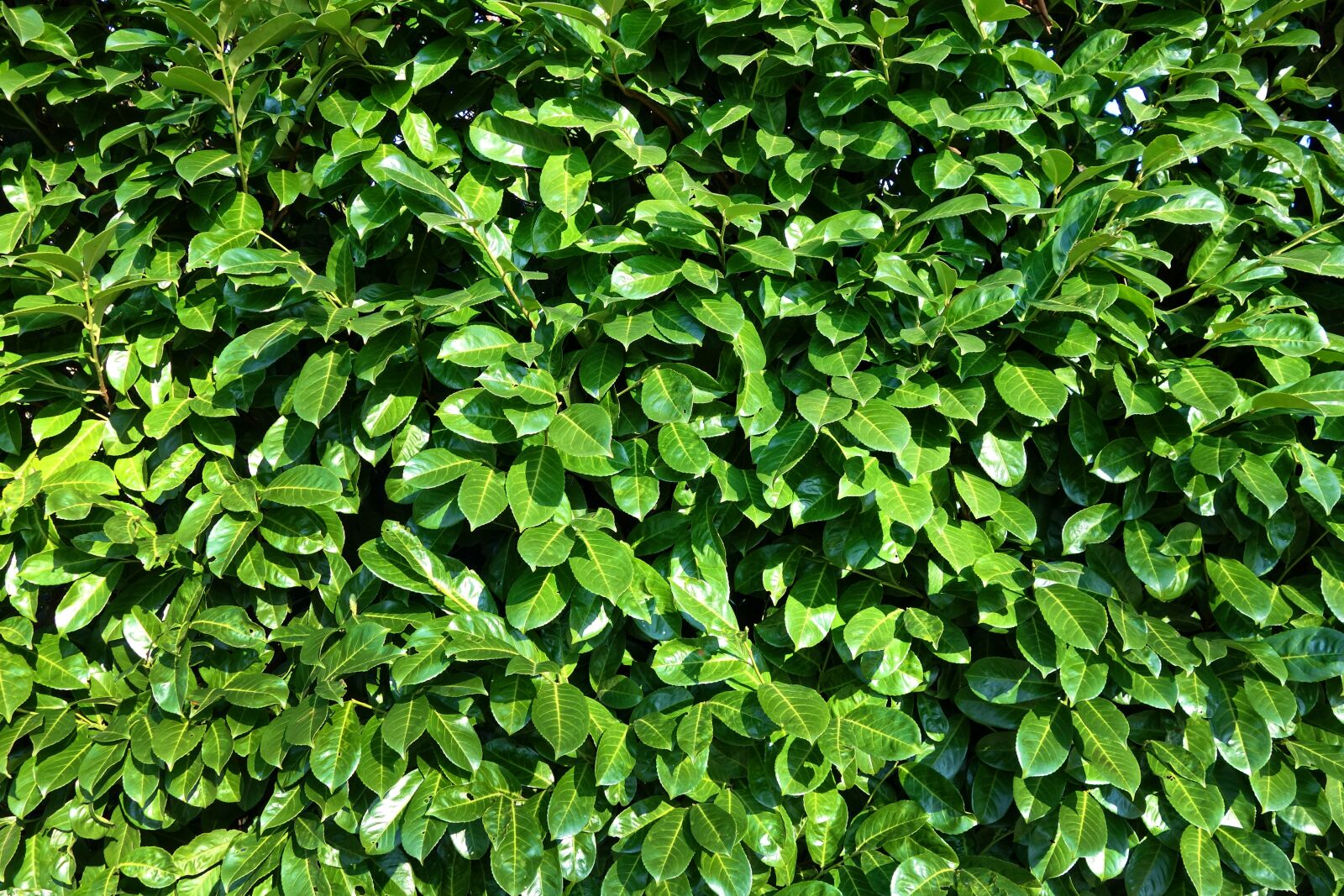 Sony Cyber-shot DSC-RX100 sample photo. Leaves, foliage, shrubs photography