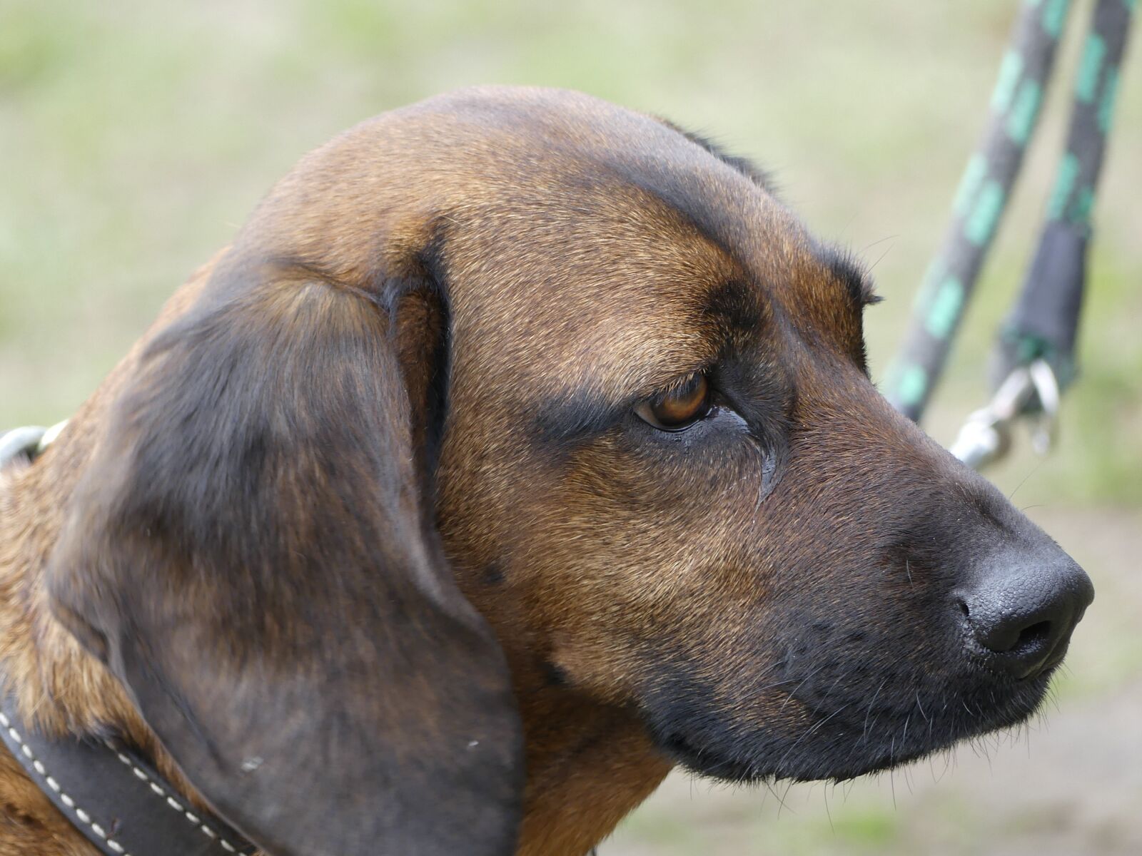 Panasonic Lumix DMC-FZ300 sample photo. Animal, dog, dogs photography