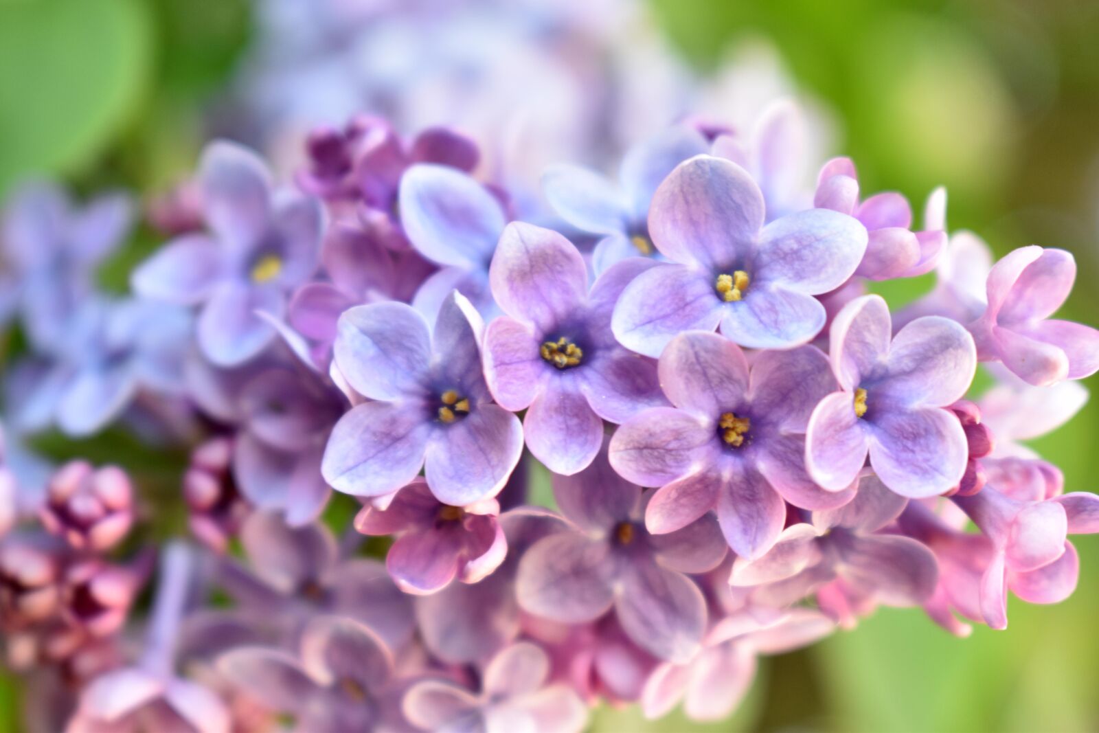 Nikon D3500 sample photo. Lilac, flowers, petals photography
