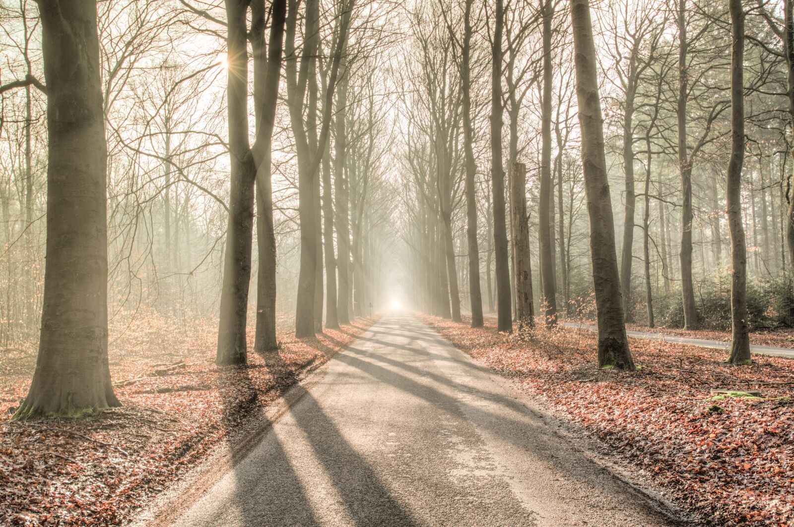 Nikon D610 sample photo. Forest, sun, shadow photography
