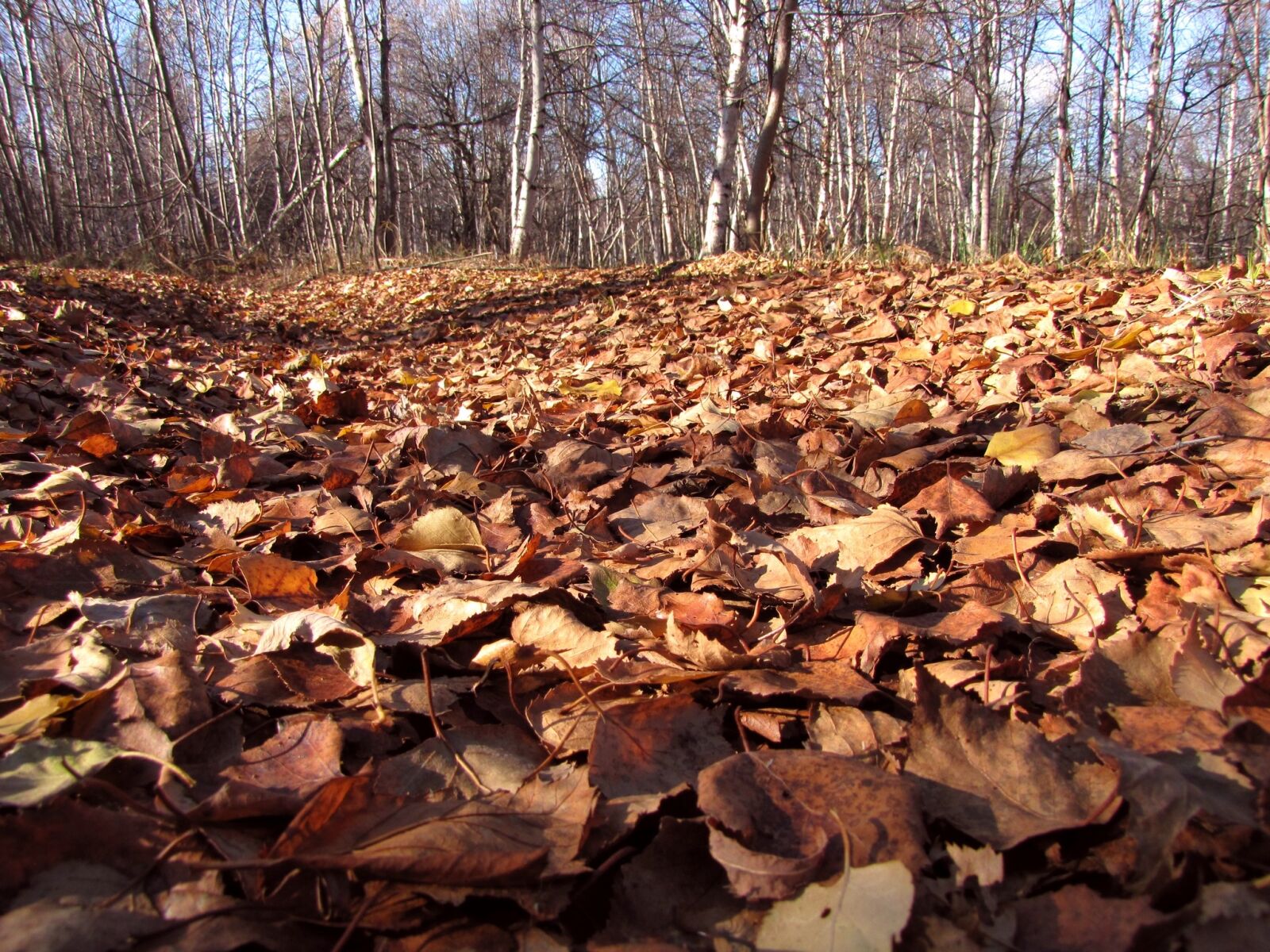 Canon PowerShot SX1 IS sample photo. Fallen leaves, autumn foliage photography