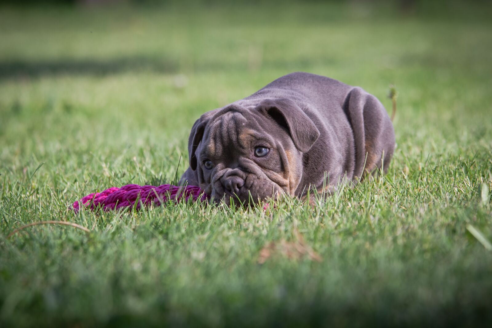 Nikon D7200 sample photo. Puppies, bulldog, dog photography