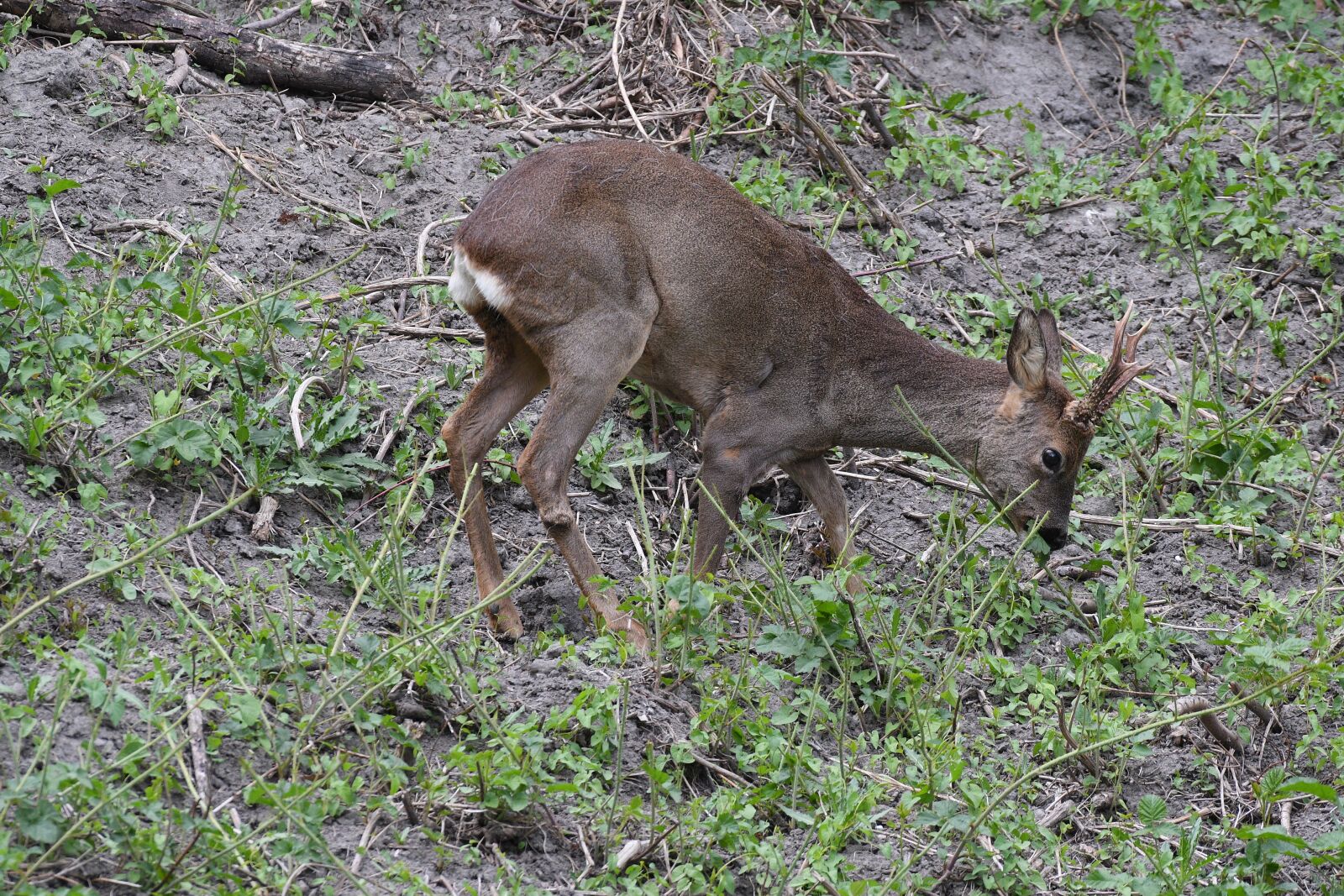 Nikon D500 sample photo. Roe deer, graze, grass photography