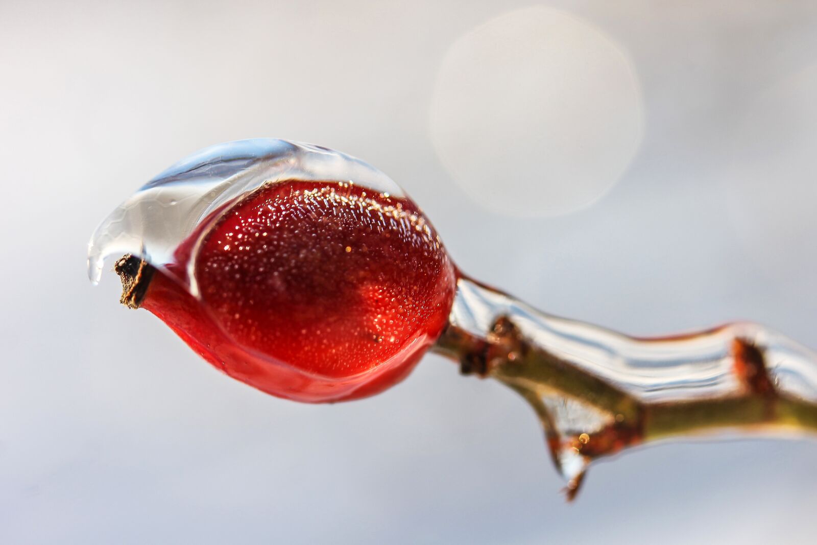 Canon EF-S 60mm F2.8 Macro USM sample photo. Rosehips, ice, winter photography
