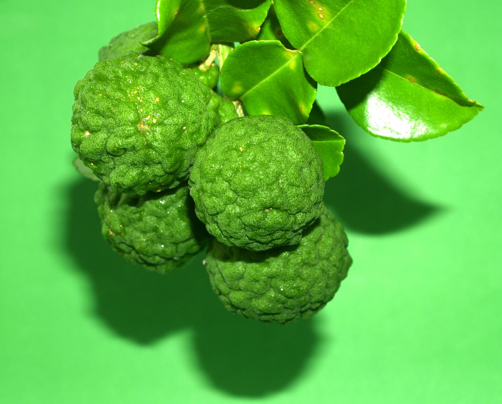 Olympus E-300 (EVOLT E-300) sample photo. Bergamot, fruit, leaf photography