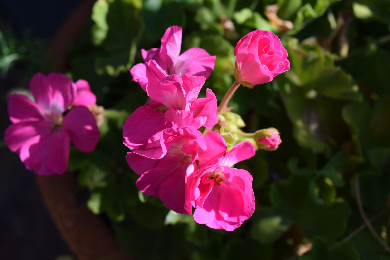Nikon D3300 sample photo. Pink, violets, flower photography