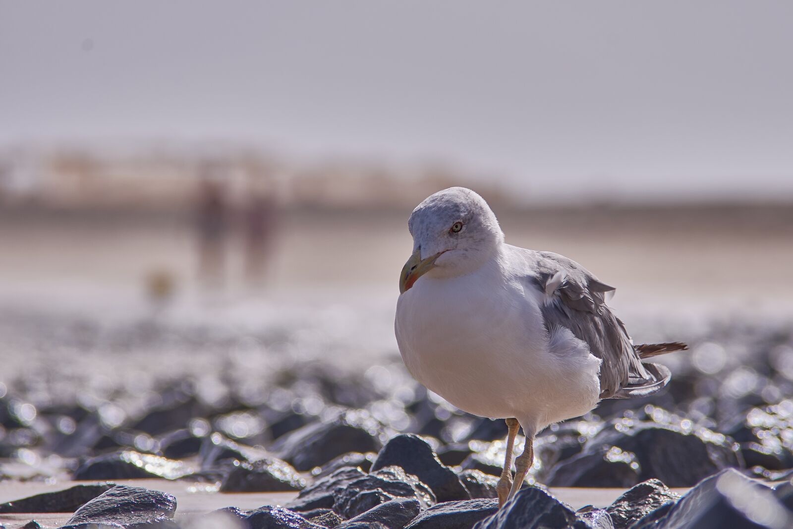 Nikon D7200 sample photo. Seagull, sea, beach photography