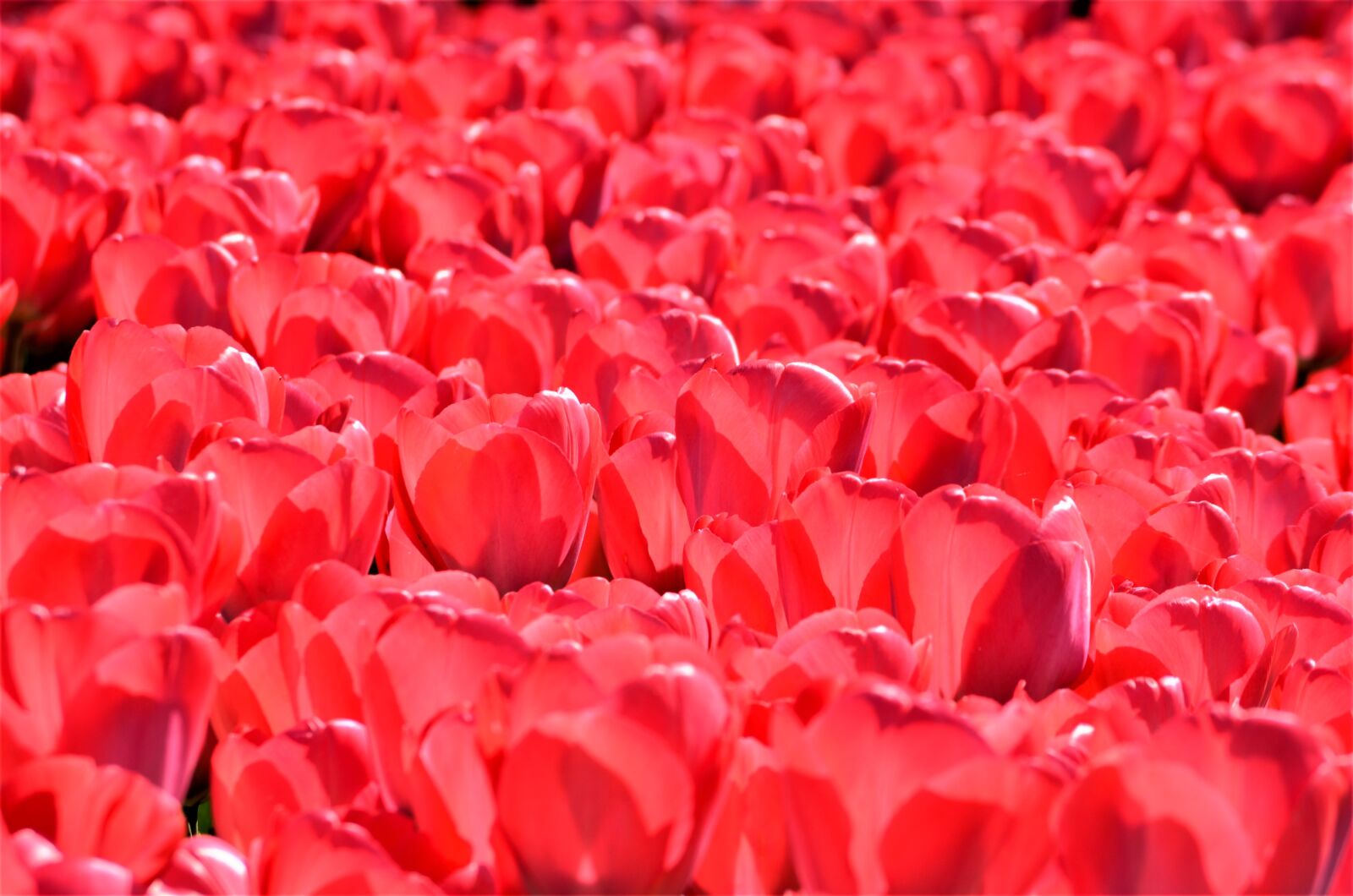 Nikon D5100 sample photo. Tulips, red, flowers photography
