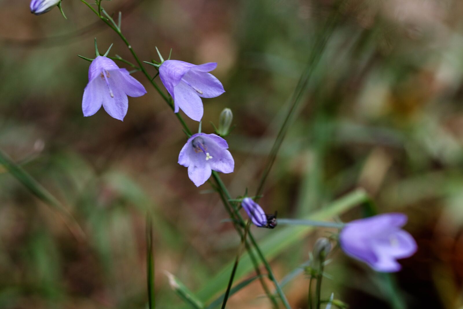 Canon EOS 7D Mark II sample photo. Bluebell, wildflowers, flowers photography