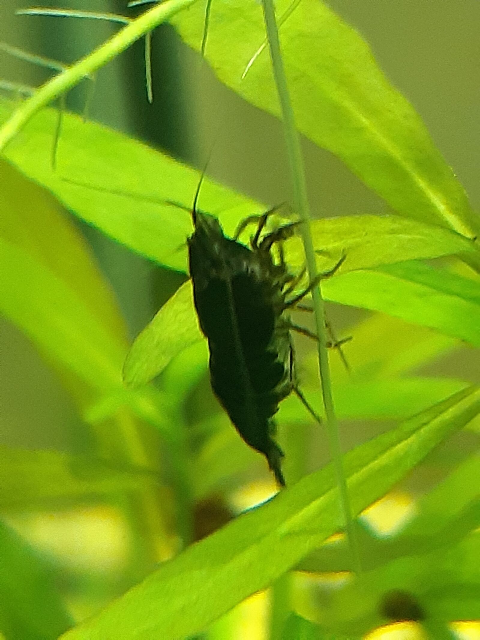 Samsung Galaxy A30 sample photo. Fresh water shrimp, neo photography