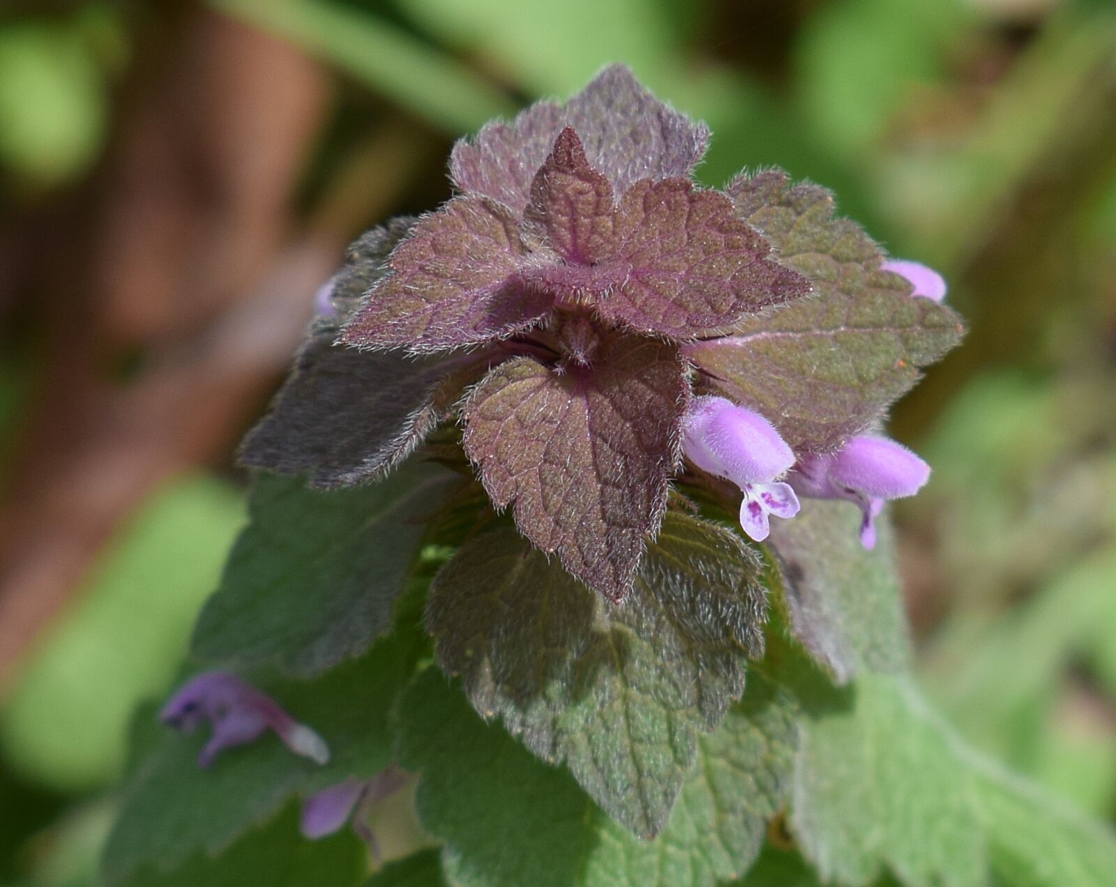 Nikon D3300 sample photo. Purple dead nettle, flower photography
