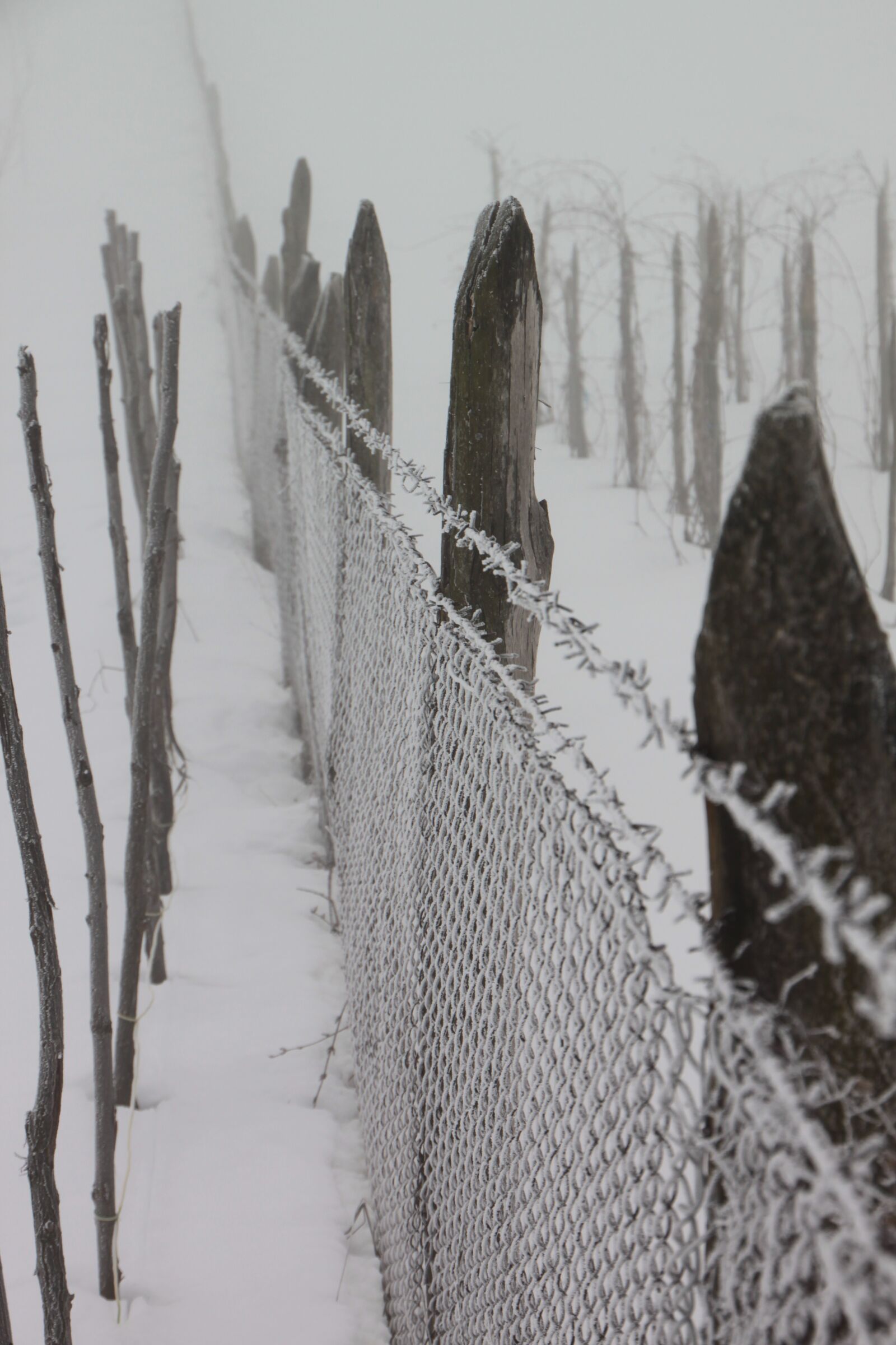 Canon EOS 500D (EOS Rebel T1i / EOS Kiss X3) sample photo. Cold, fence, frozen photography