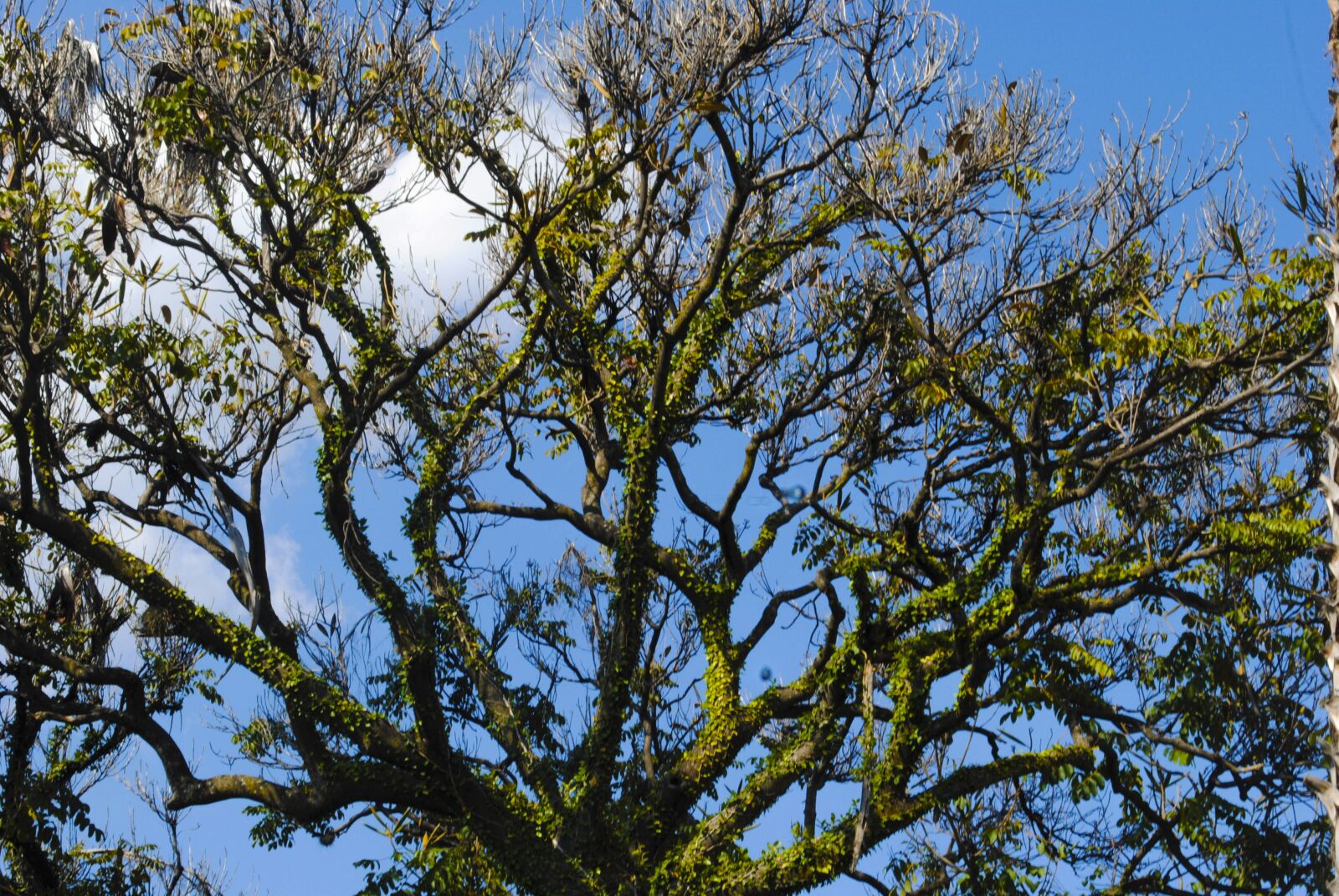 Nikon D3000 sample photo. Tree, green, nature photography