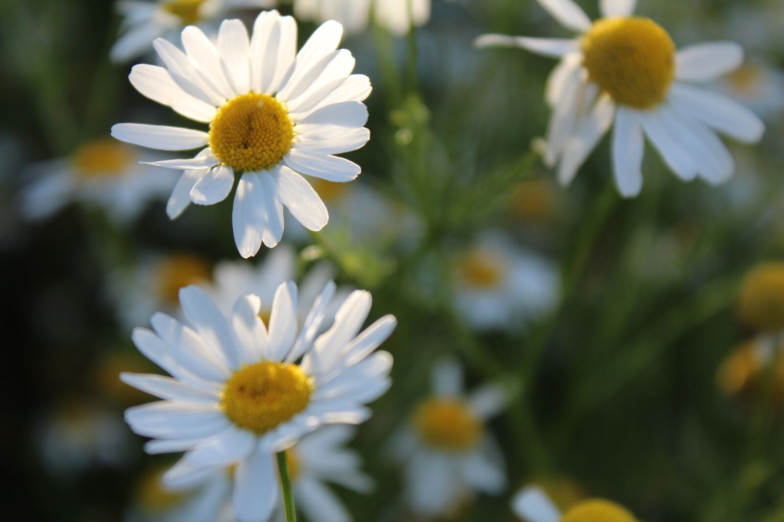 Canon EOS 600D (Rebel EOS T3i / EOS Kiss X5) sample photo. Daisies, flower, bee pollen photography