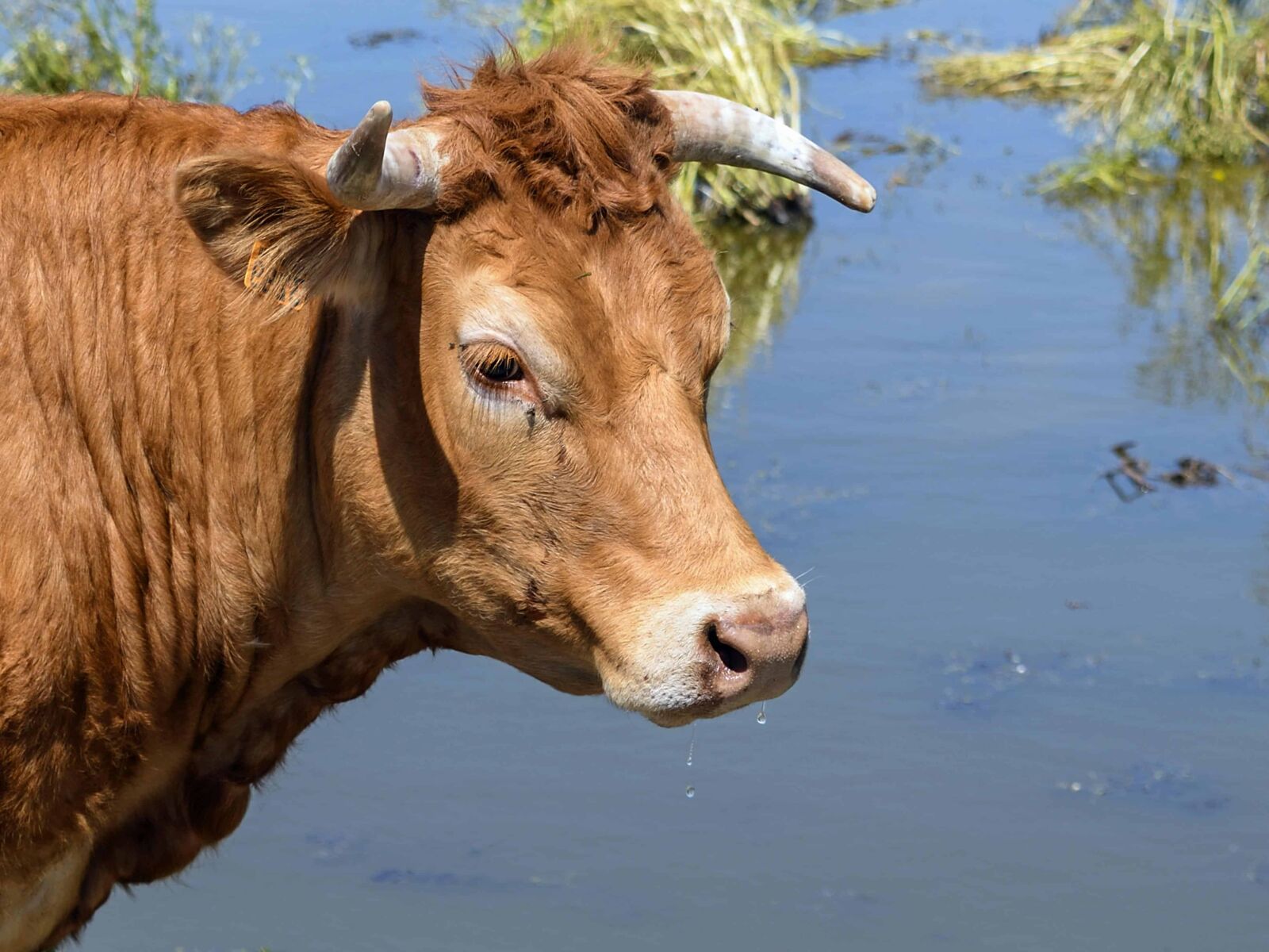 Nikon D500 sample photo. Grass, animal, cow, cattle photography