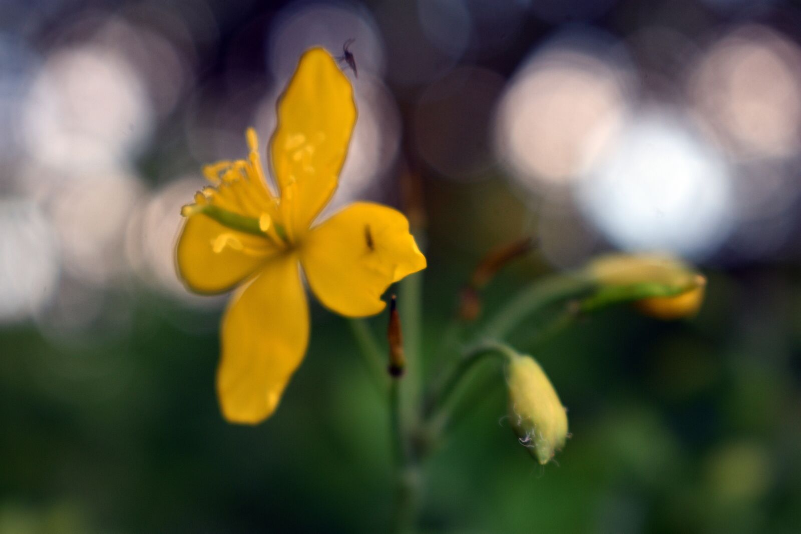 Nikon D3400 sample photo. Flower, flowers, spring photography
