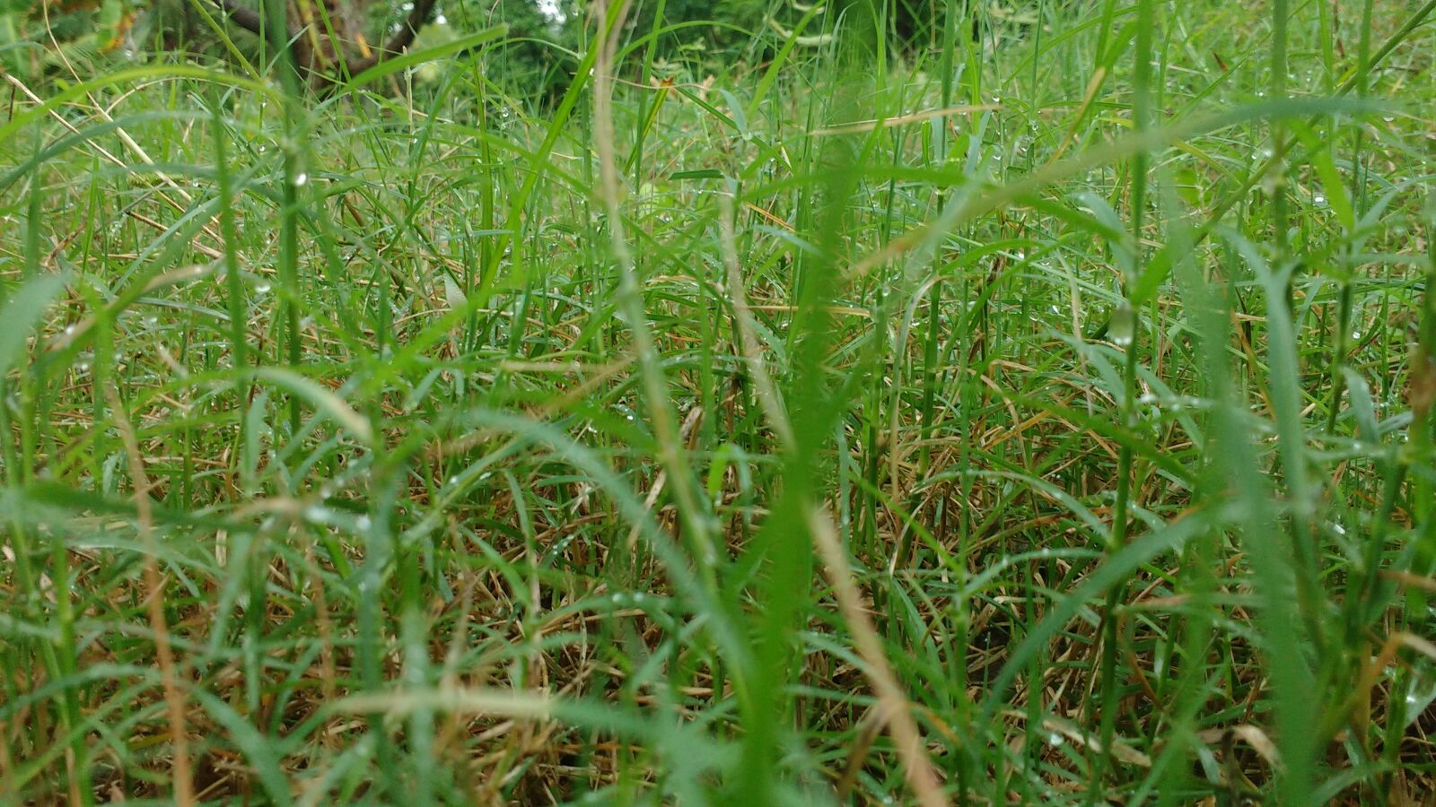 Motorola MotoG3 sample photo. Green, grass photography