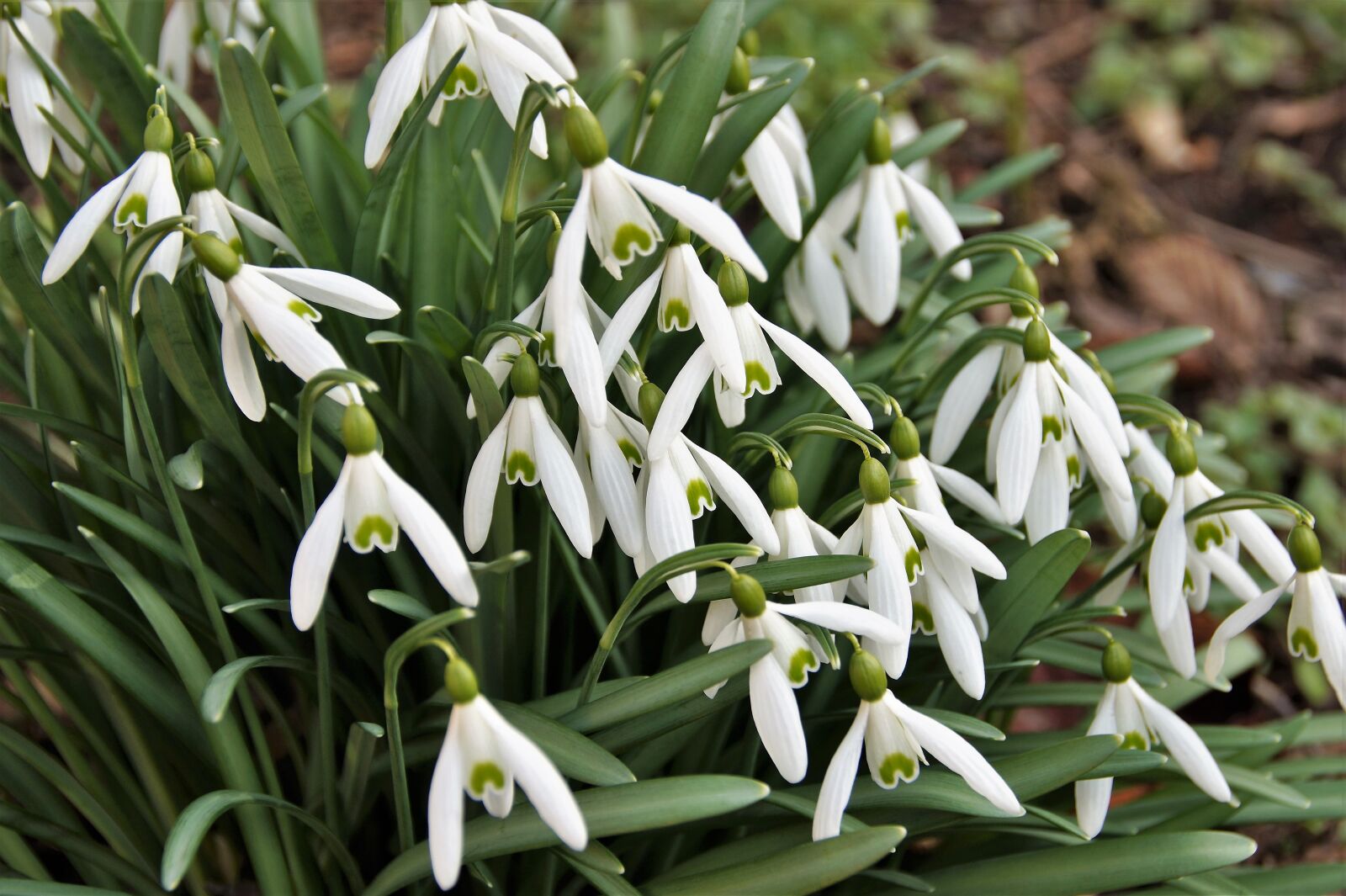 Sony SLT-A58 sample photo. Snowdrops, vernal, cluster photography