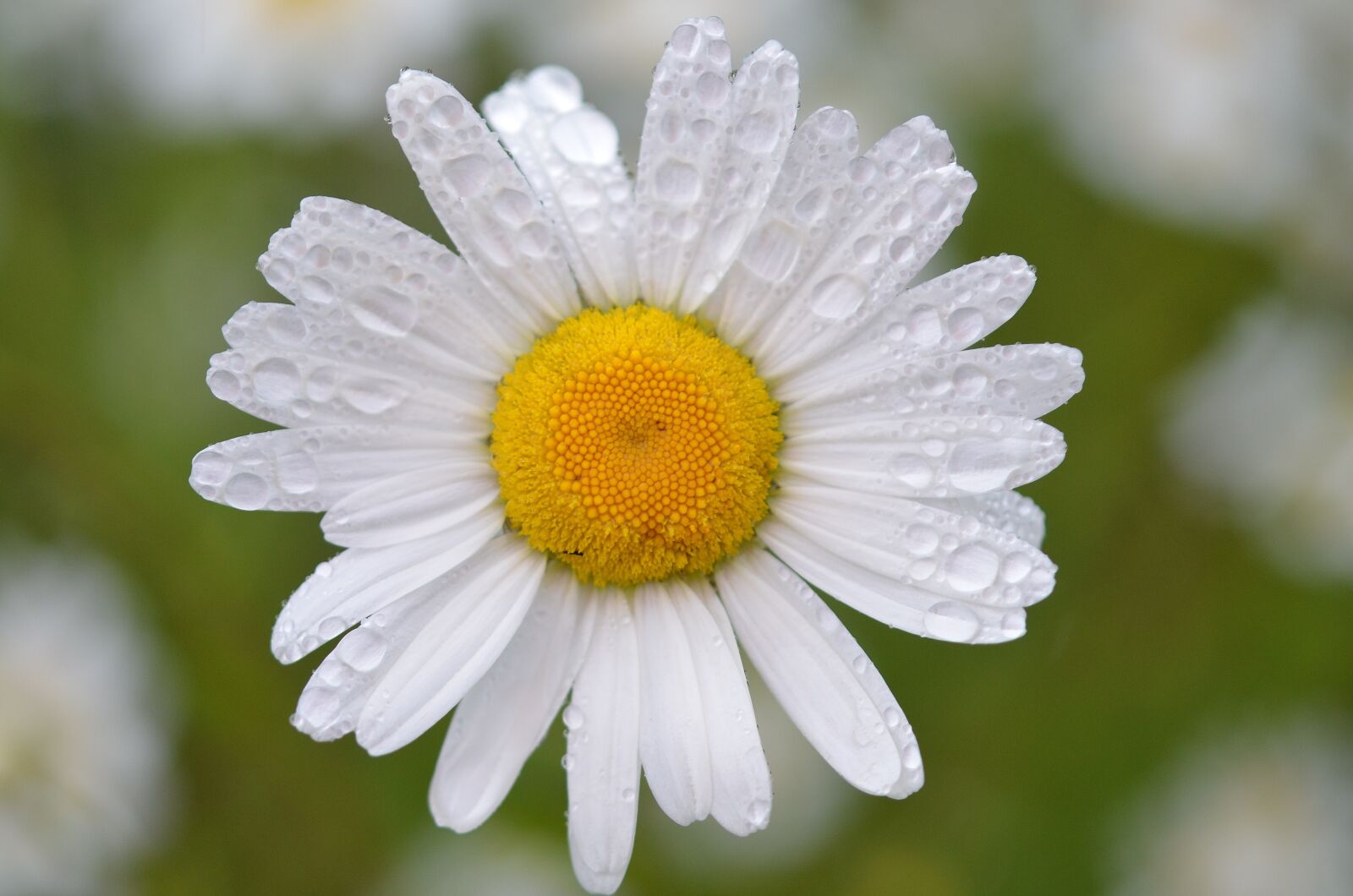 Nikon D7000 sample photo. Daisy, flower, white photography