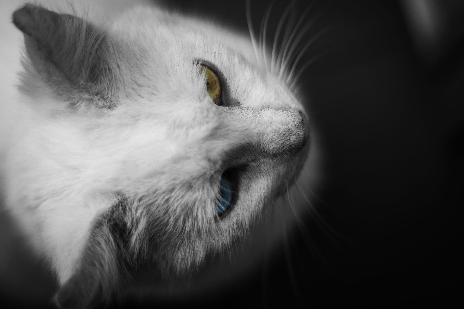 Canon EOS 750D (EOS Rebel T6i / EOS Kiss X8i) sample photo. Animal, cat, cute photography