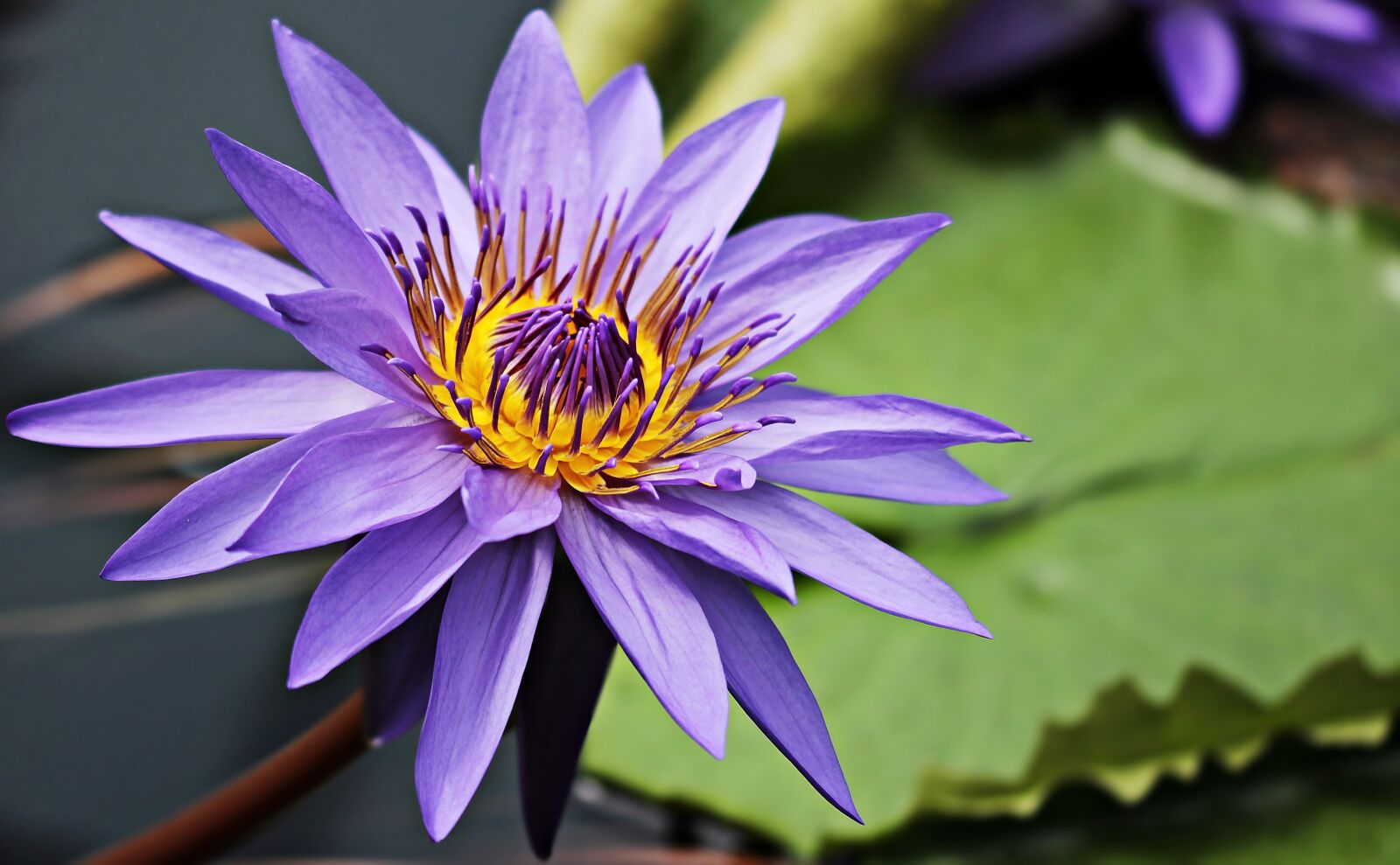 Canon EOS 100D (EOS Rebel SL1 / EOS Kiss X7) sample photo. Water lily, nuphar lutea photography