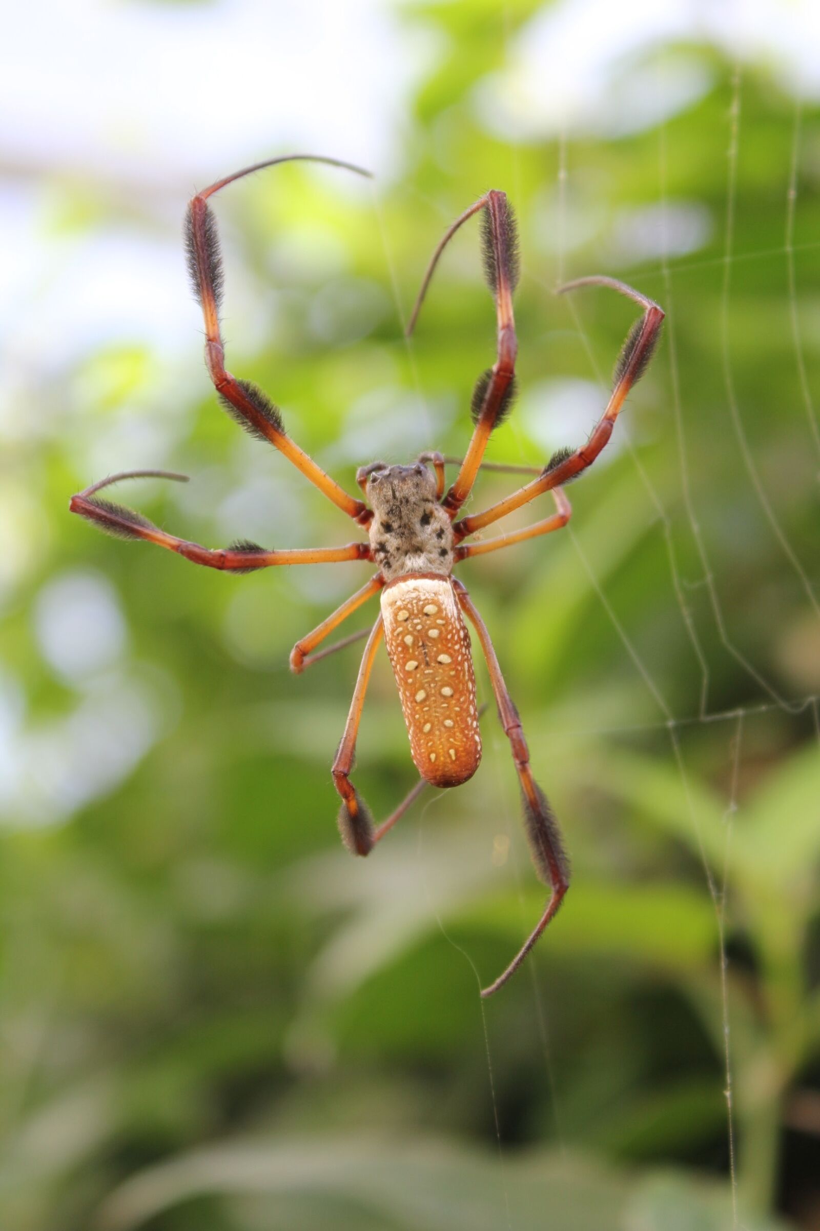 Canon EOS 550D (EOS Rebel T2i / EOS Kiss X4) sample photo. Spider, insect, arachnid photography