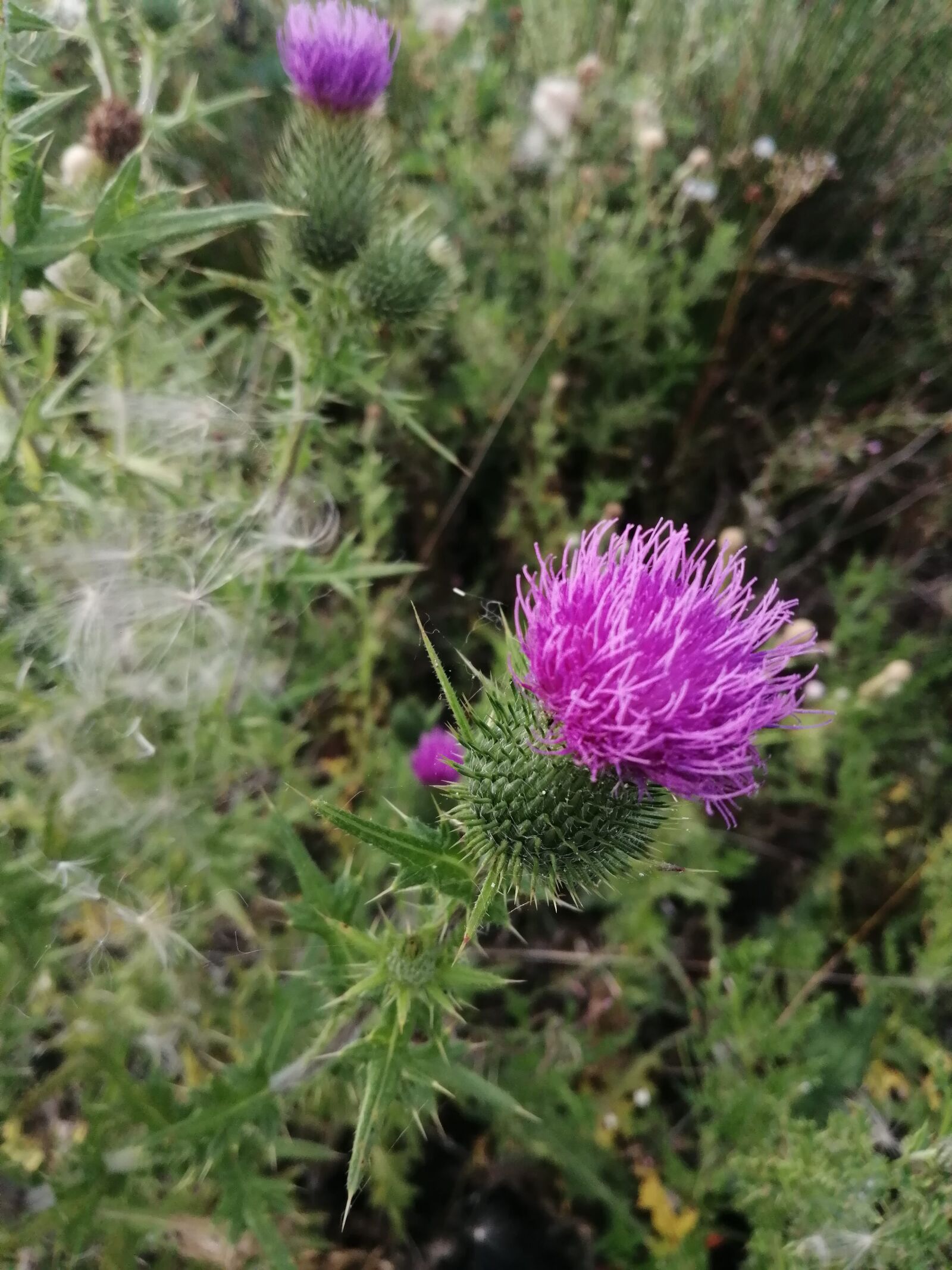 HUAWEI P SMART 2019 sample photo. Flower, nature, garden photography