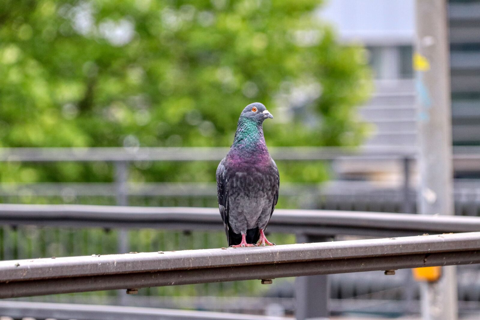 Canon EOS 80D sample photo. Dove, bird, feather photography