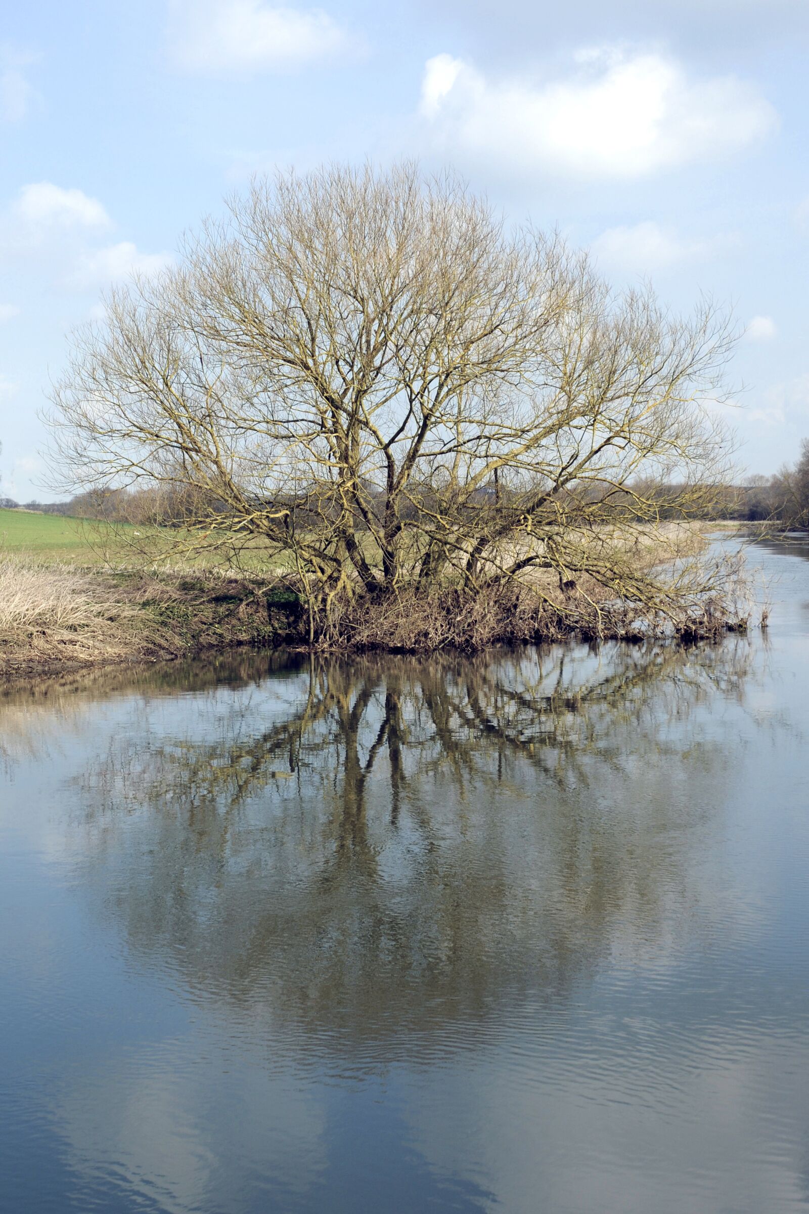 Nikon D300 sample photo. Tree, winter, water photography