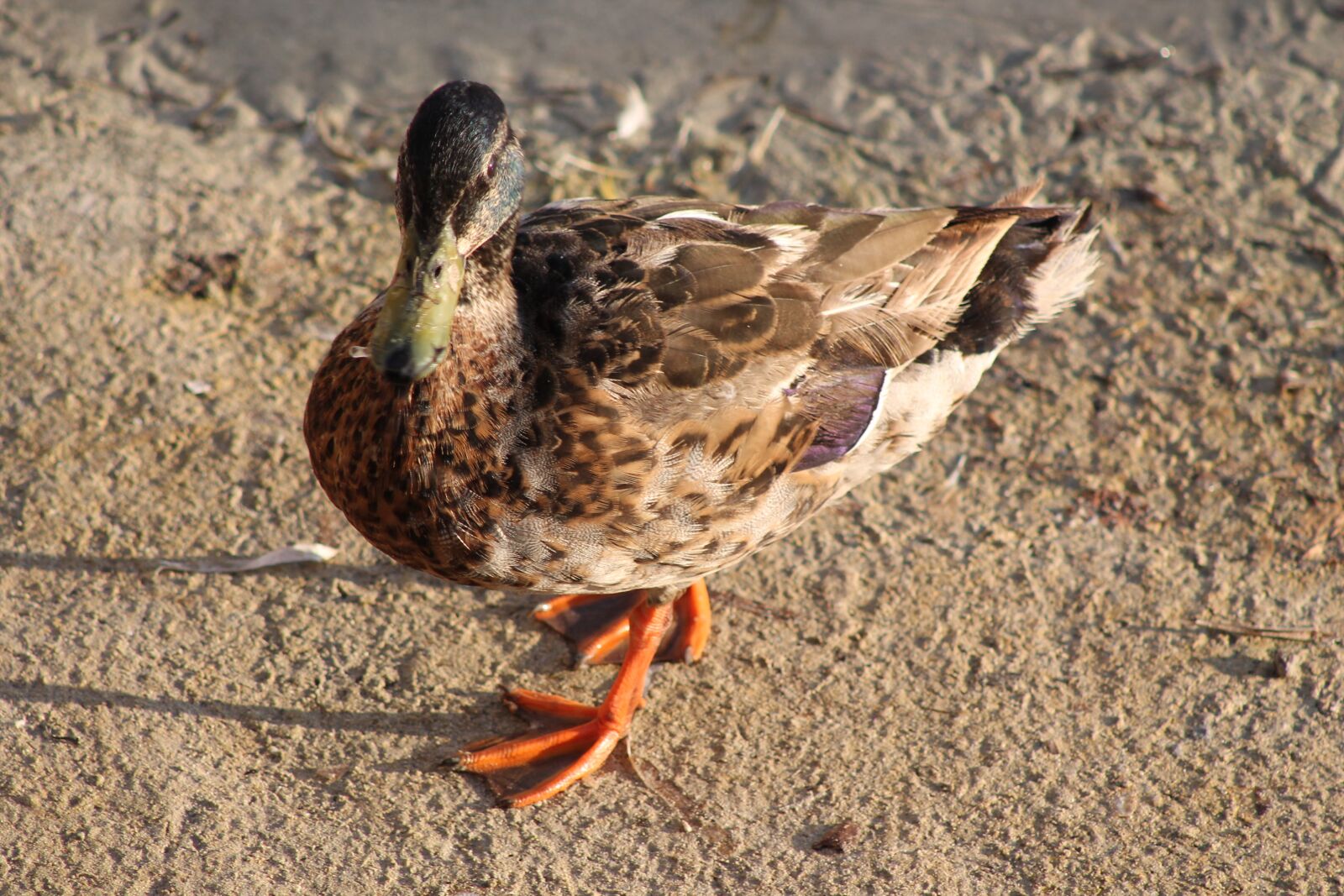 Canon EF75-300mm f/4-5.6 sample photo. Duck, mallard, nature photography