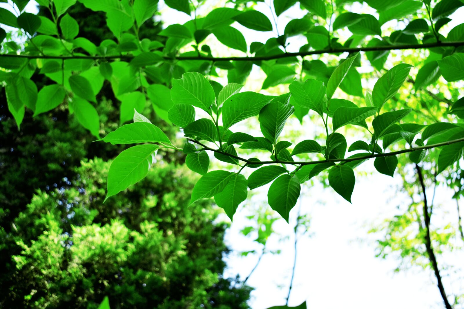 Nikon D3400 sample photo. Leaf, plant, nature photography