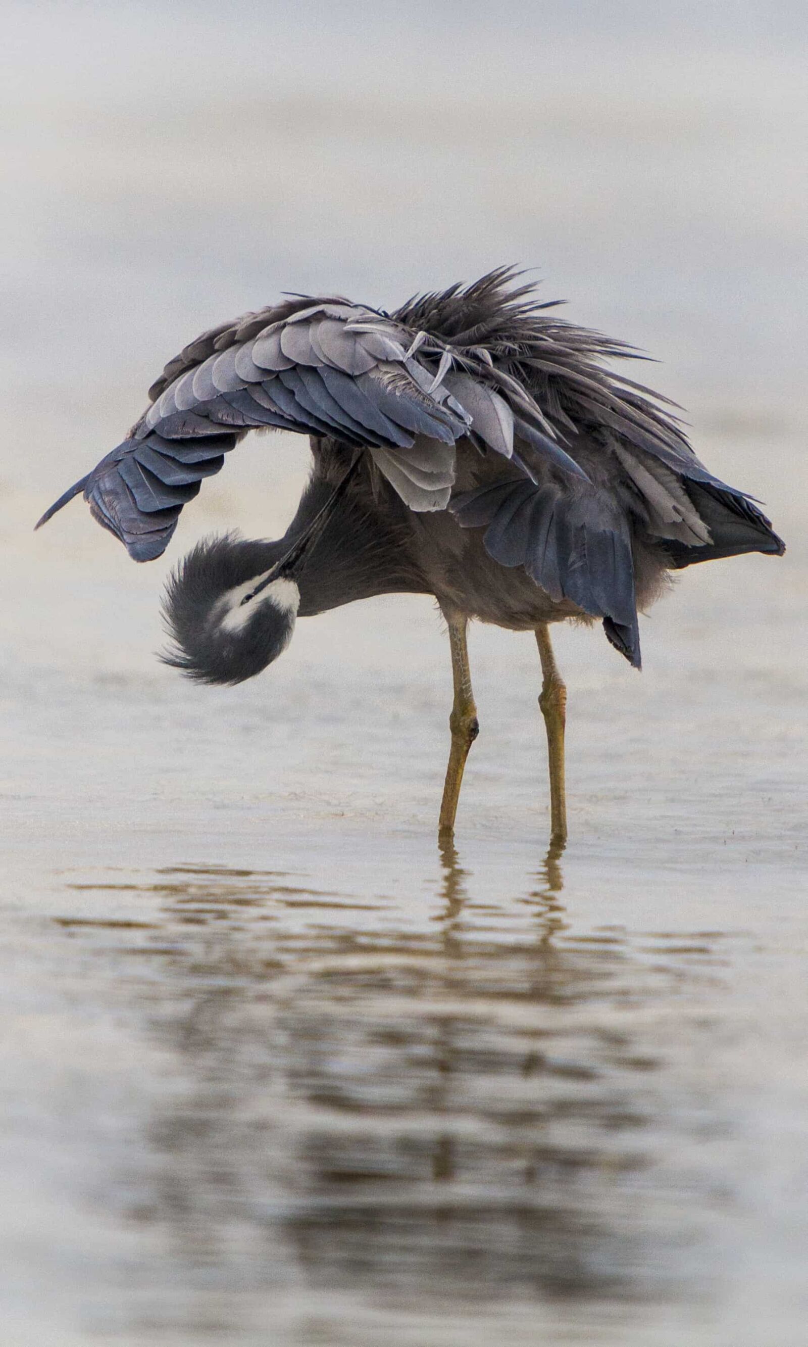 Canon EF 70-200mm F2.8L IS USM sample photo. Shorebird, water, nature, wading photography