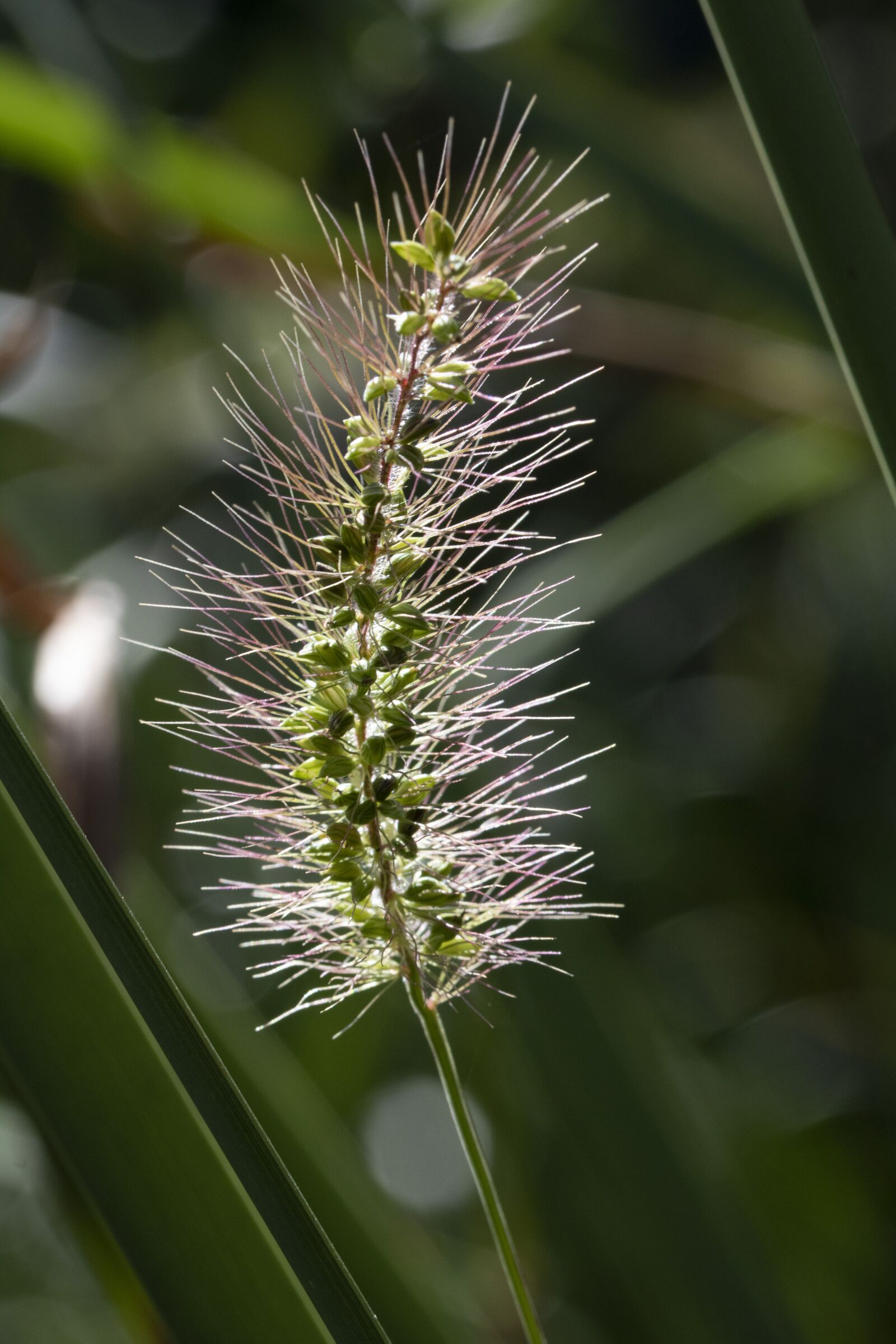 Canon EOS 750D (EOS Rebel T6i / EOS Kiss X8i) sample photo. Foxtail, autumn, nature photography