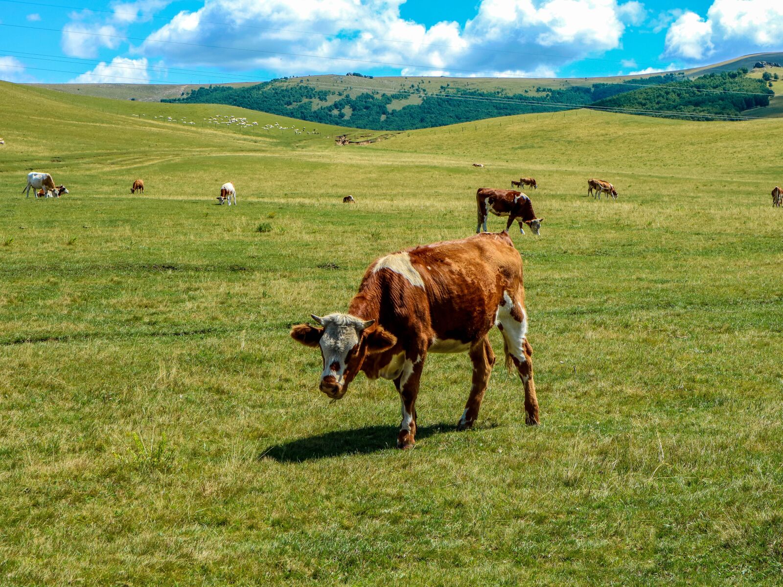 Canon EOS M3 + Canon EF-M 15-45mm F3.5-6.3 IS STM sample photo. Cow, blue sky, white photography