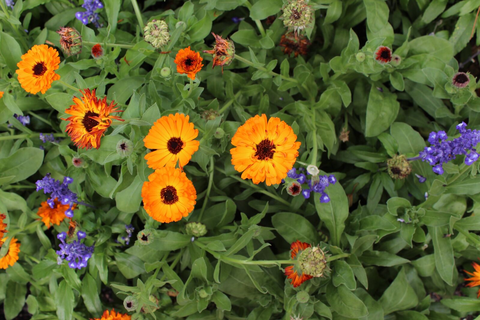 Canon EOS 1200D (EOS Rebel T5 / EOS Kiss X70 / EOS Hi) sample photo. Flowers, spring, spring flower photography