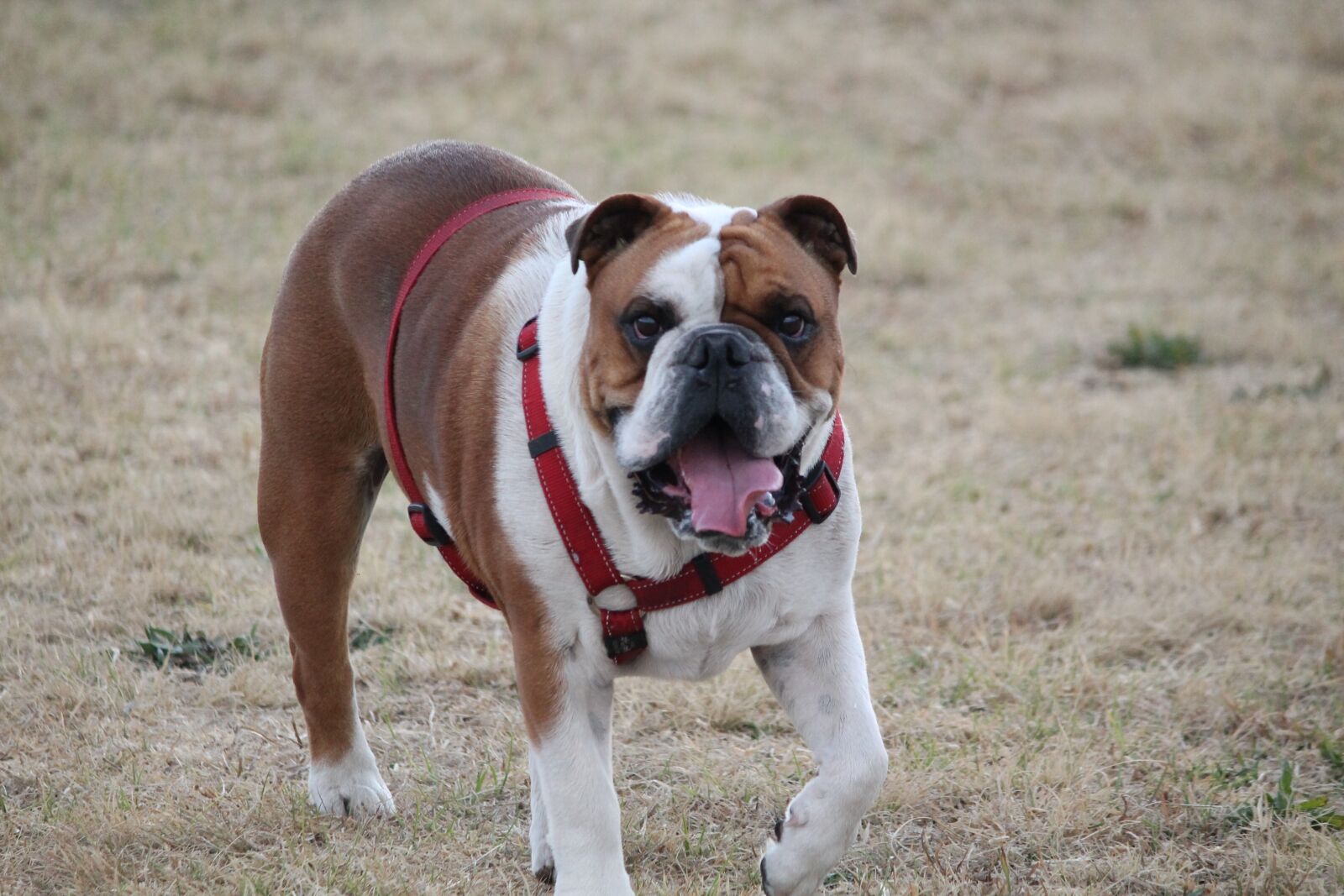 Canon EOS 1100D (EOS Rebel T3 / EOS Kiss X50) sample photo. Dog, bulldog, pet photography