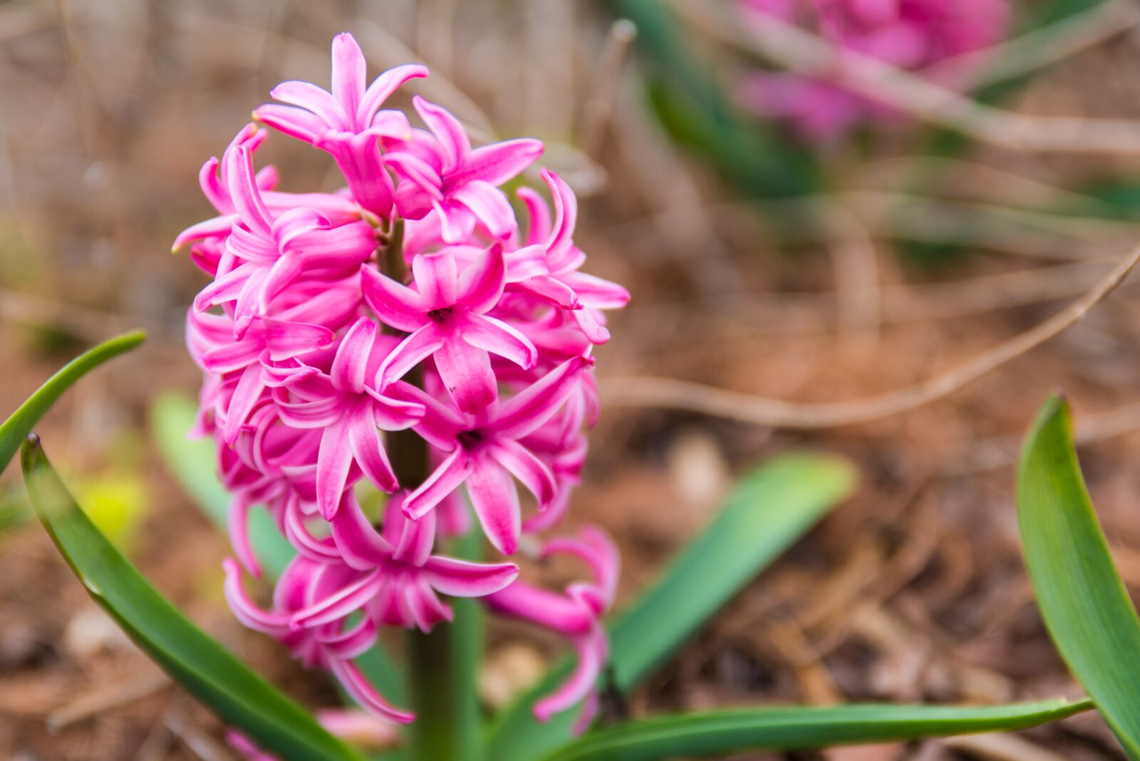Nikon D610 sample photo. Flower, pink, nature photography