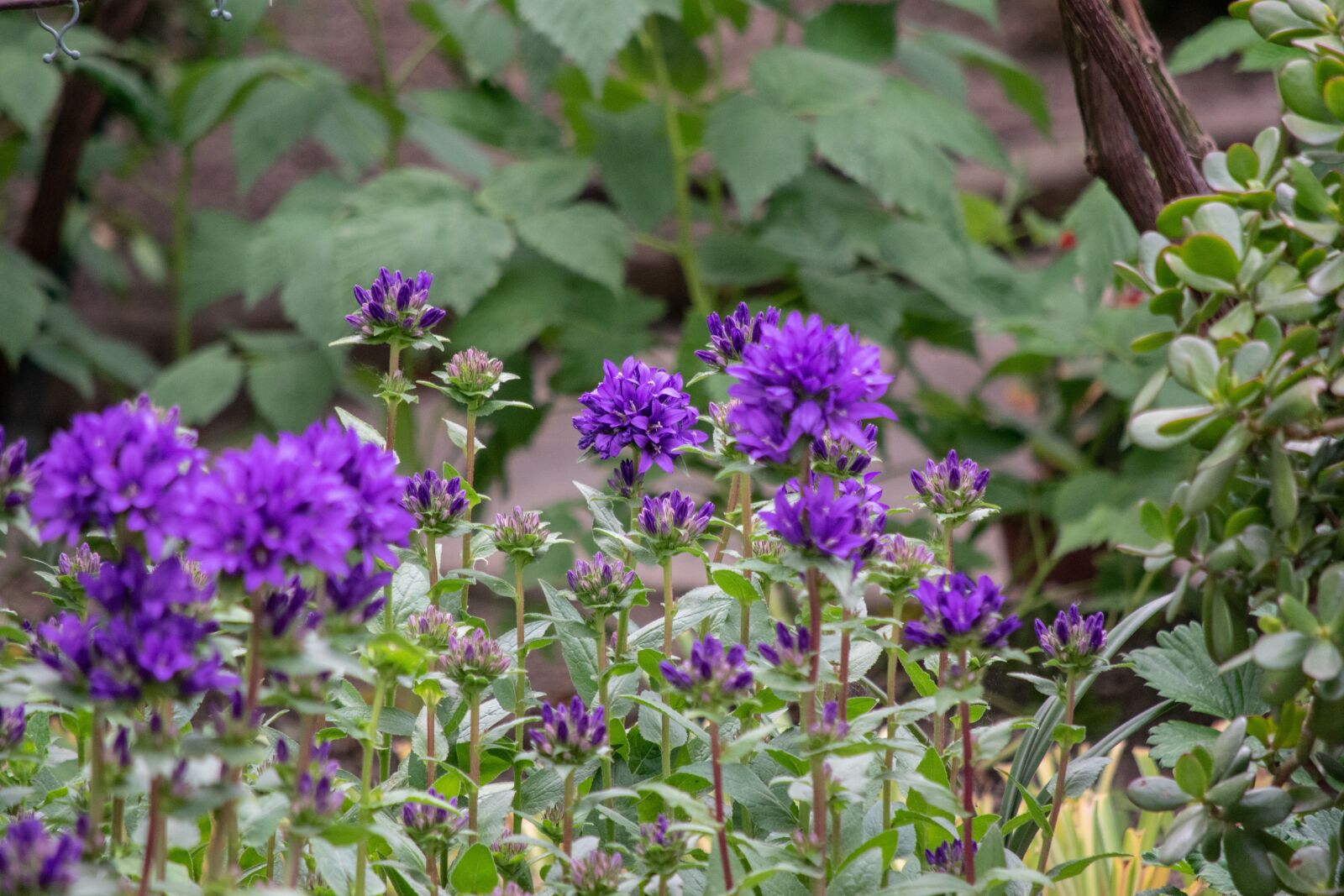 Nikon D3300 sample photo. Flower, garden, flowers photography
