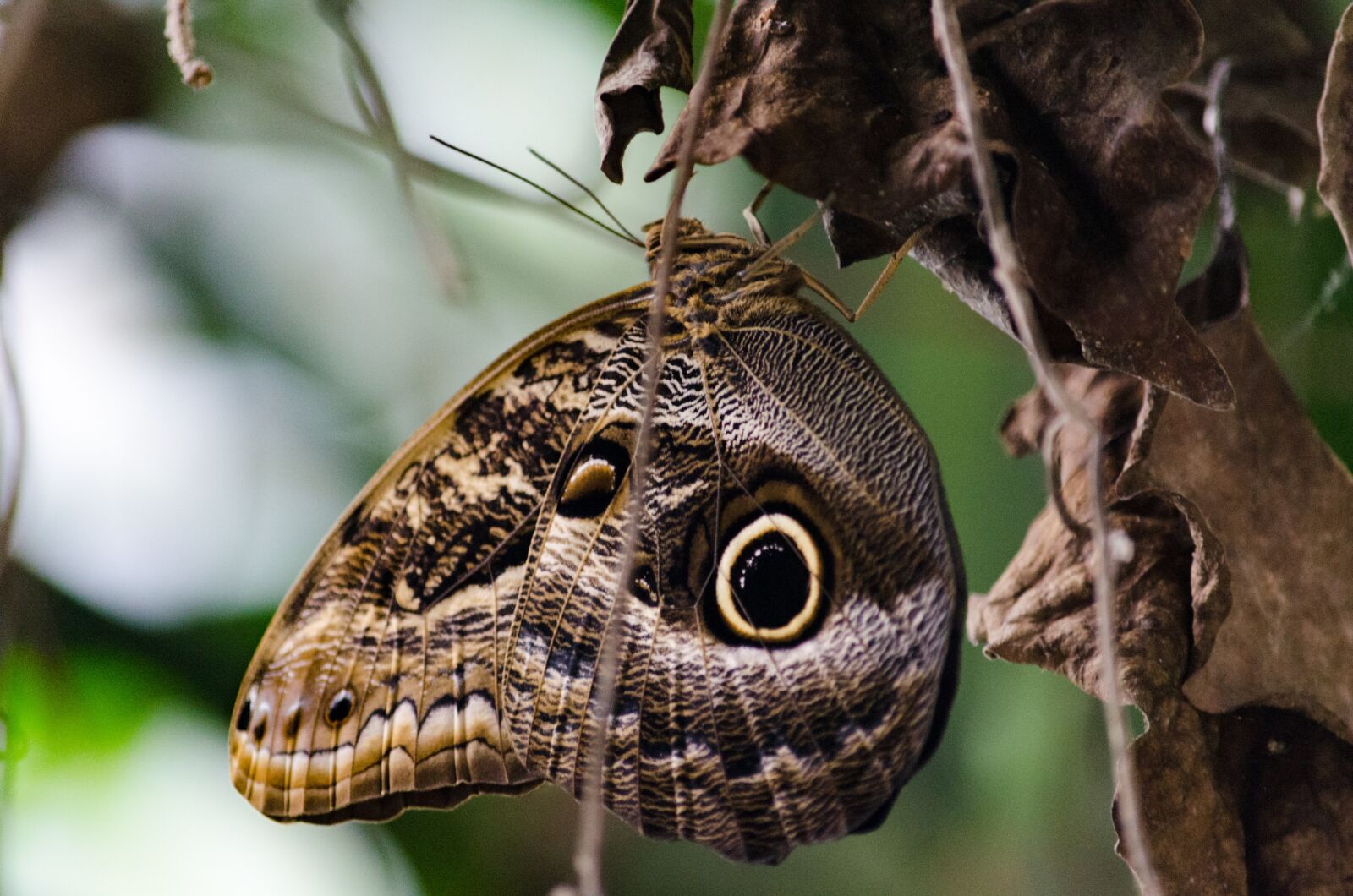 Nikon D5100 sample photo. Butterfly, nature, insect photography