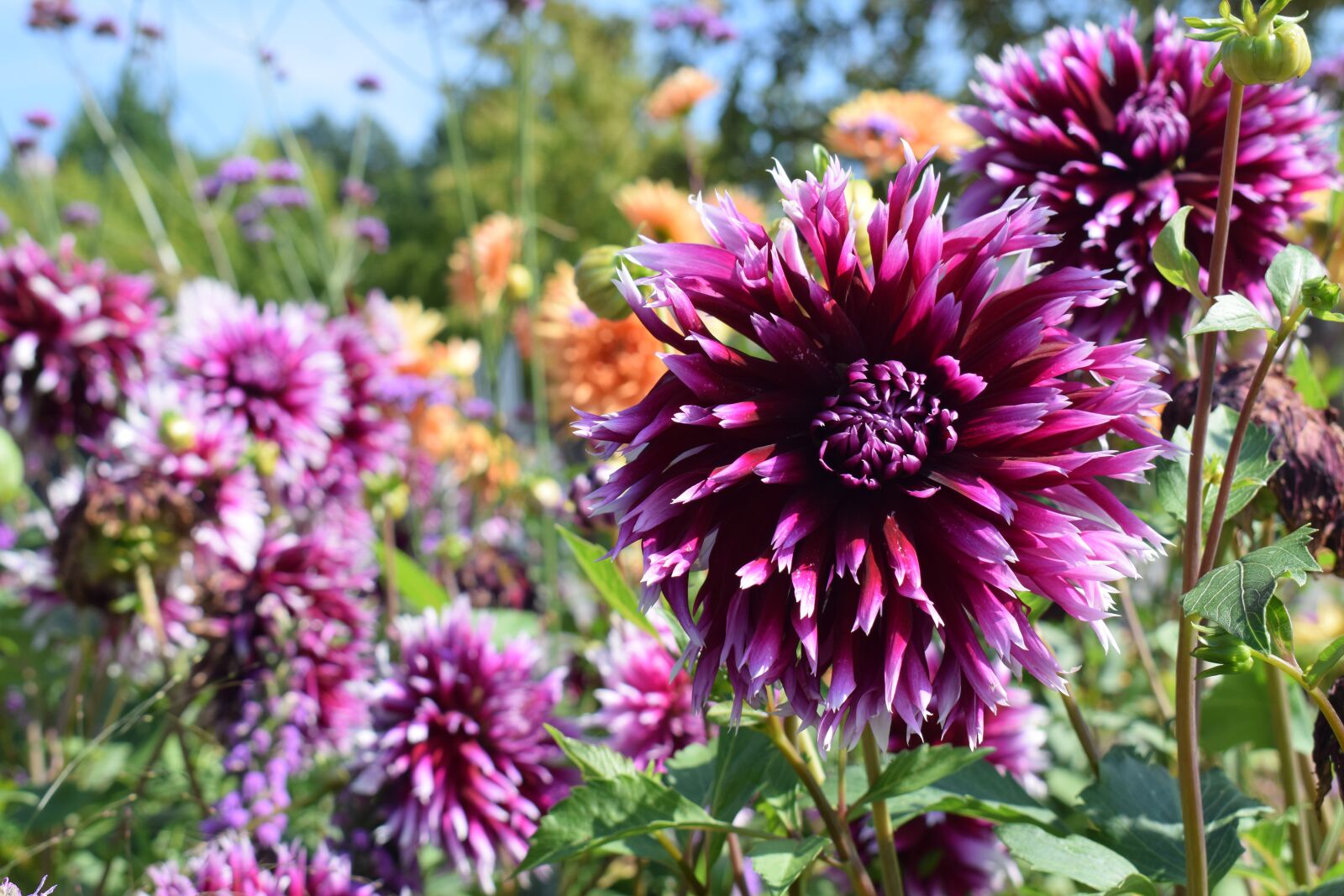 Nikon D5300 sample photo. Violet flower, flower meadow photography